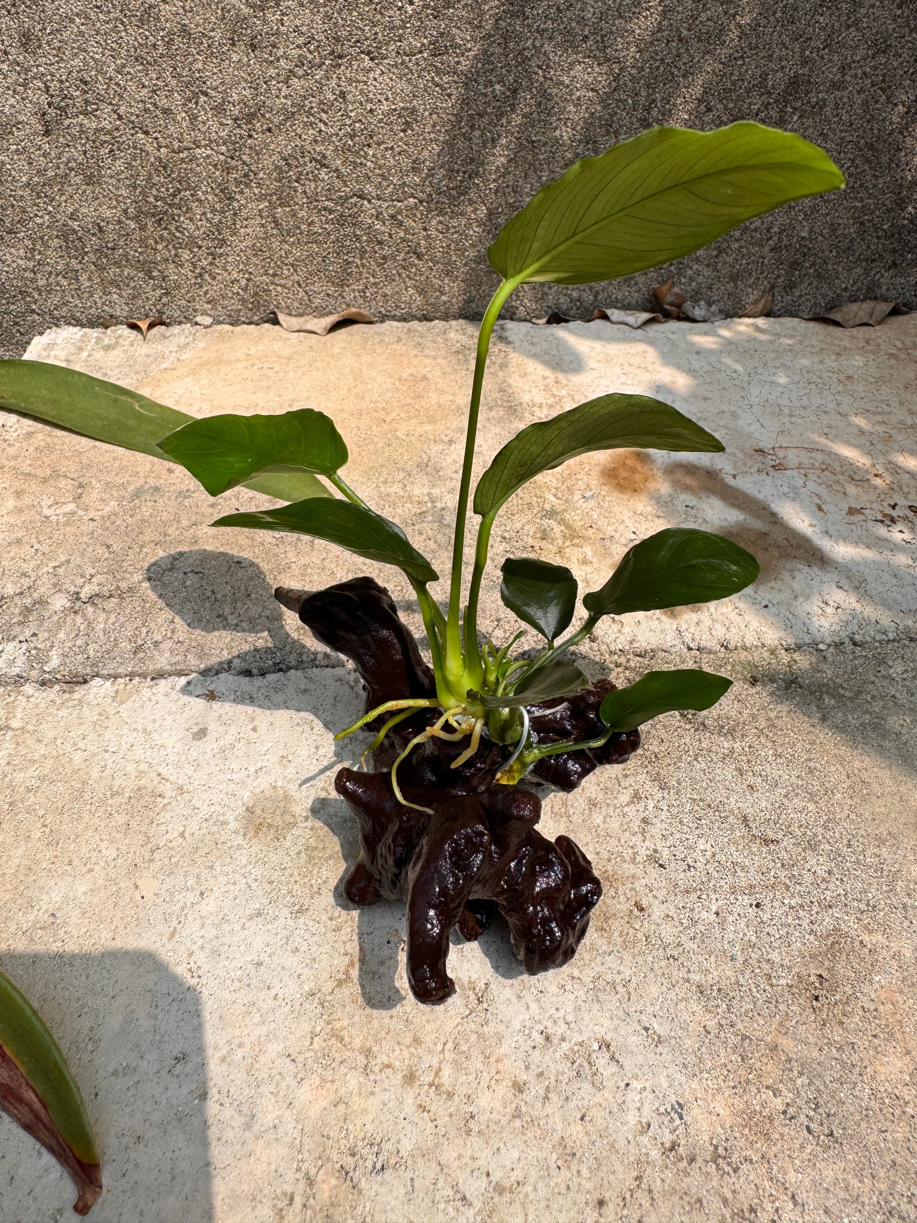沉木水草商品照片2