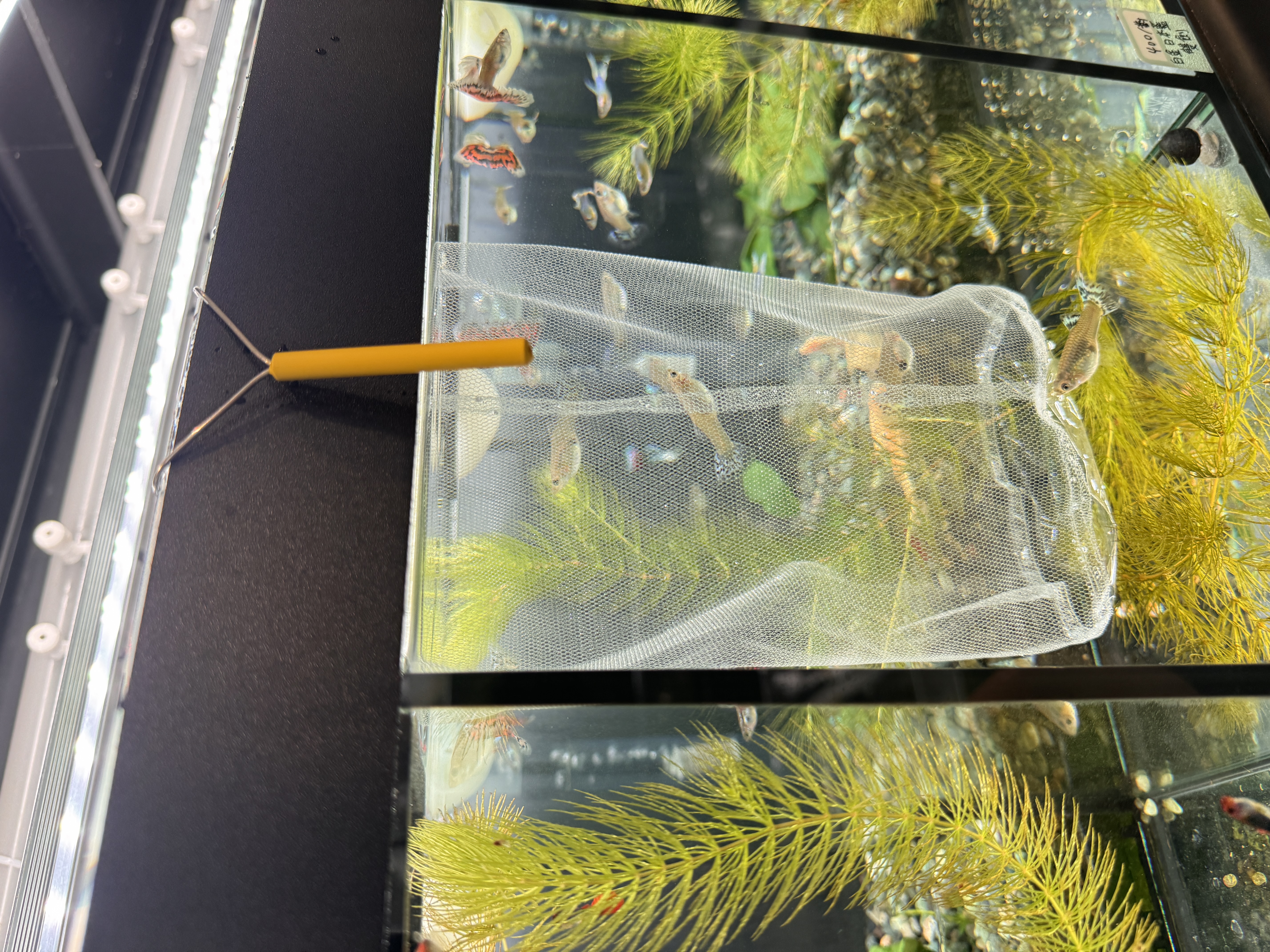 純手工《有底》 掛式隔離網-L L｜宇魚水族
