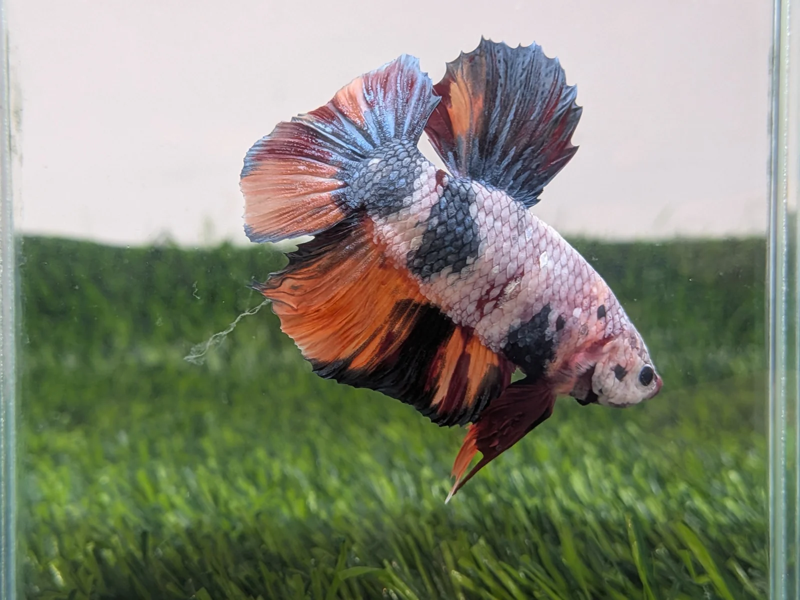 左側藍白橘色鬥魚朝右展鰭，與右側鬥魚照片對望；展示照非即時庫存