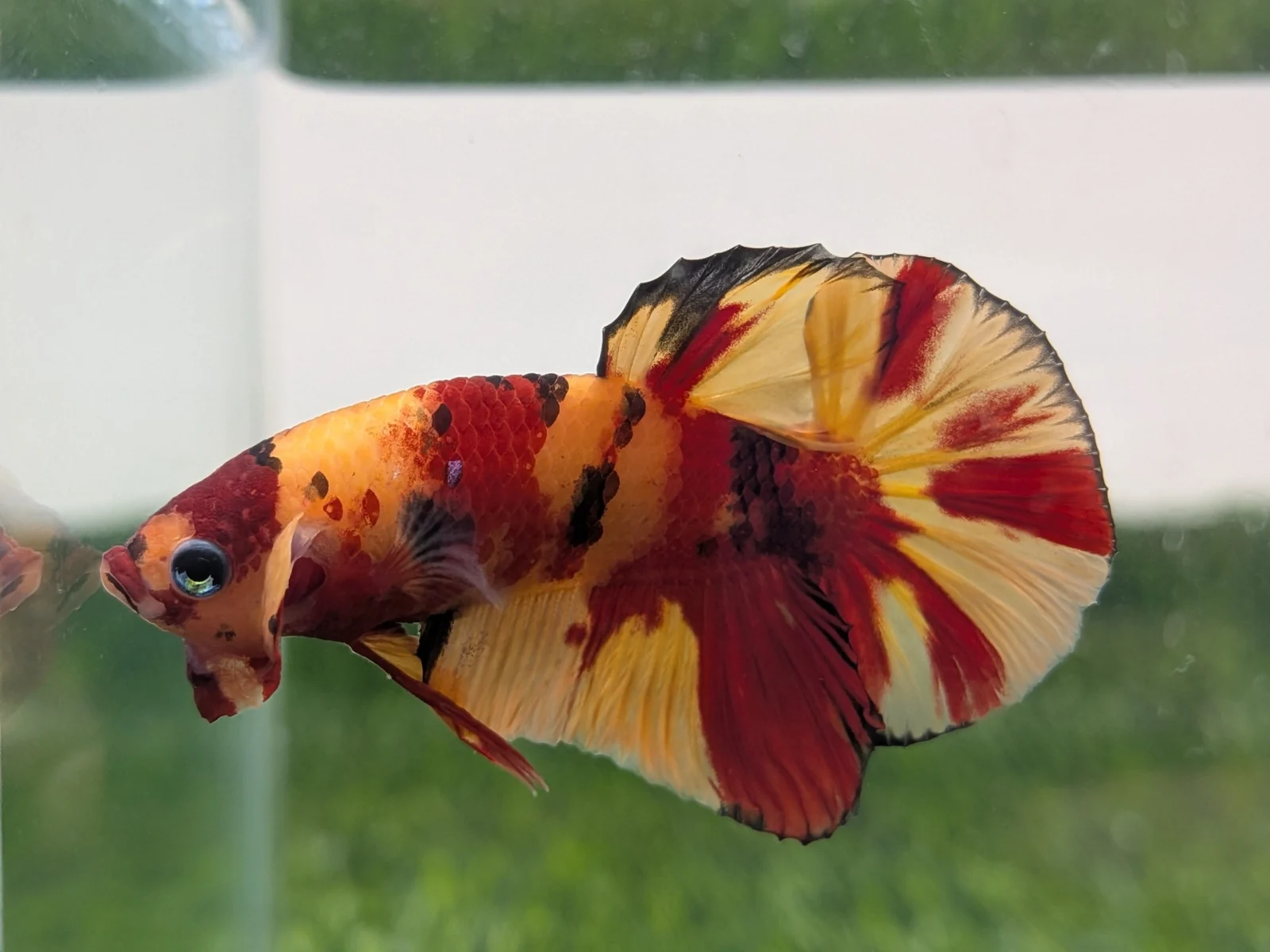 右側紅黃花紋鬥魚朝左展鰭，與左側鬥魚照片對望；展示照非即時庫存