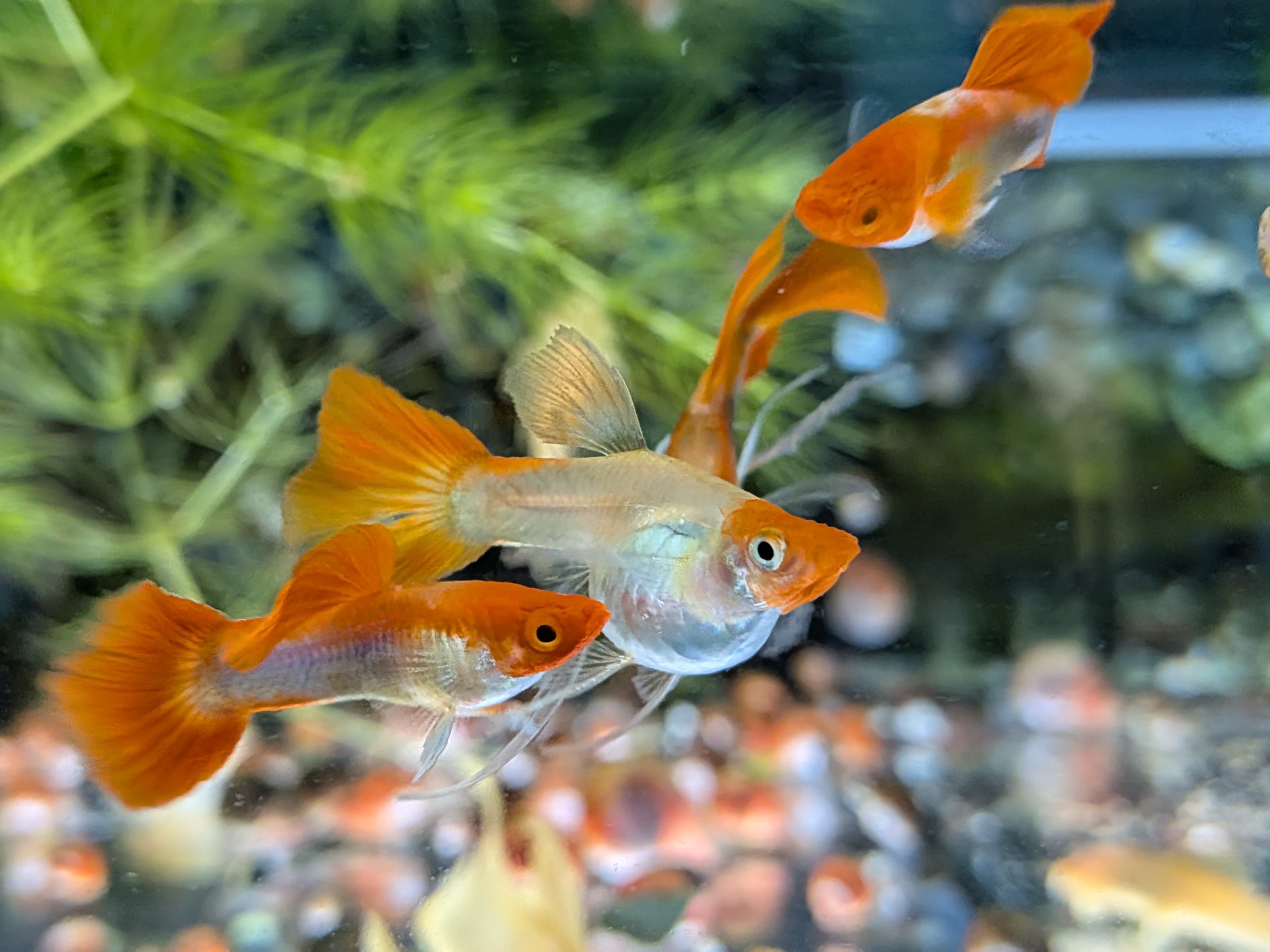 短身黃化丹頂緞帶 一對｜宇魚水族
