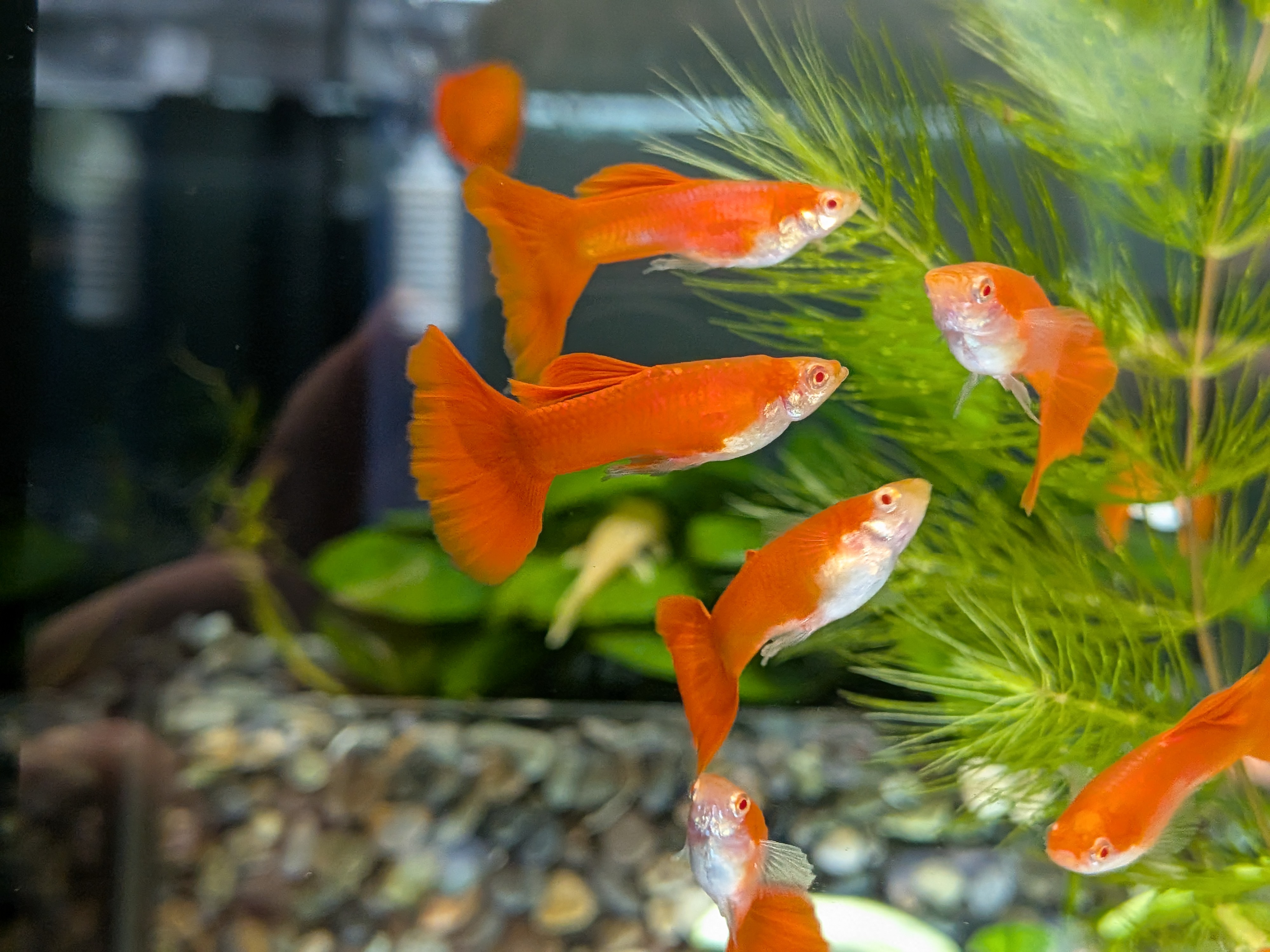 全紅白子 一對｜宇魚水族