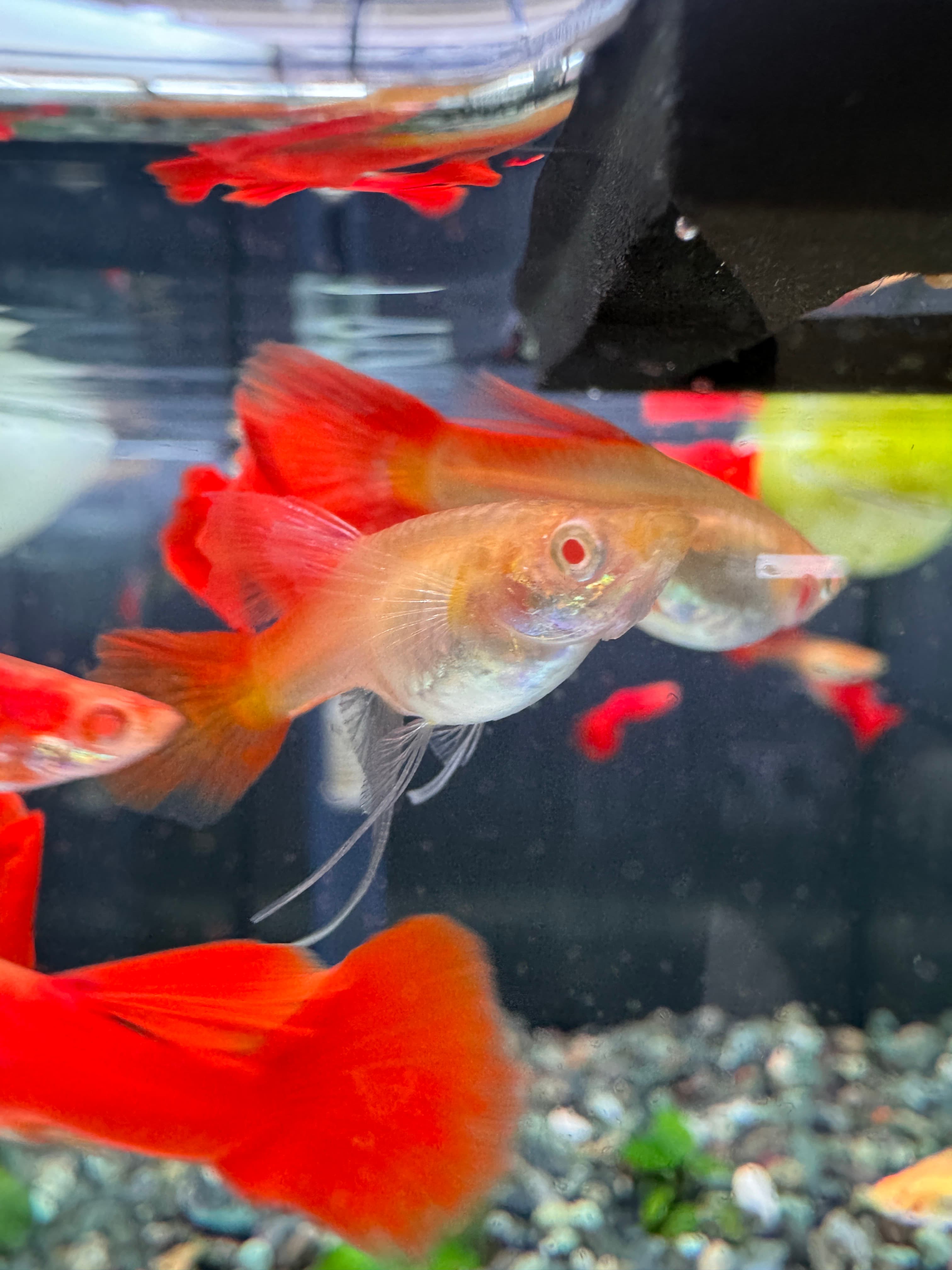 全紅白子緞帶蝶翼 一對｜宇魚水族