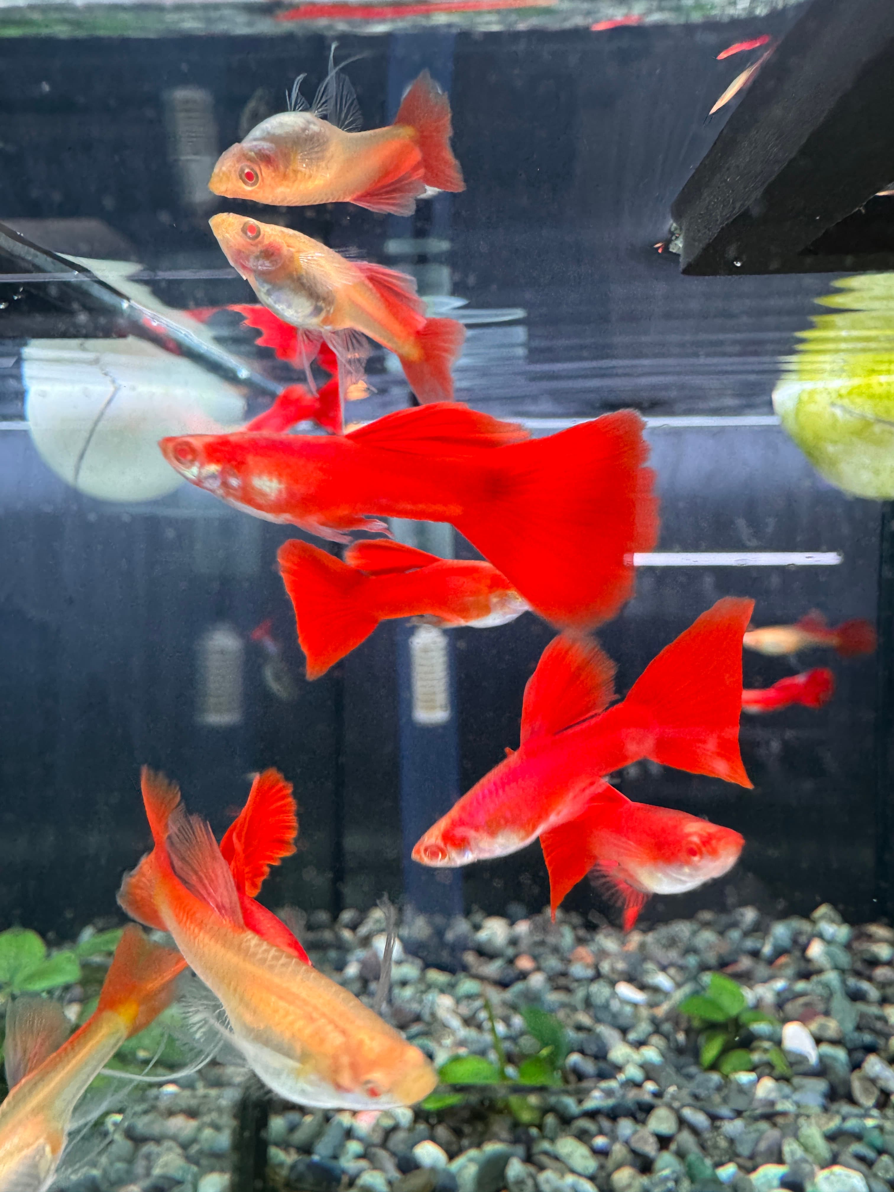 全紅白子緞帶蝶翼 一對商品照片2