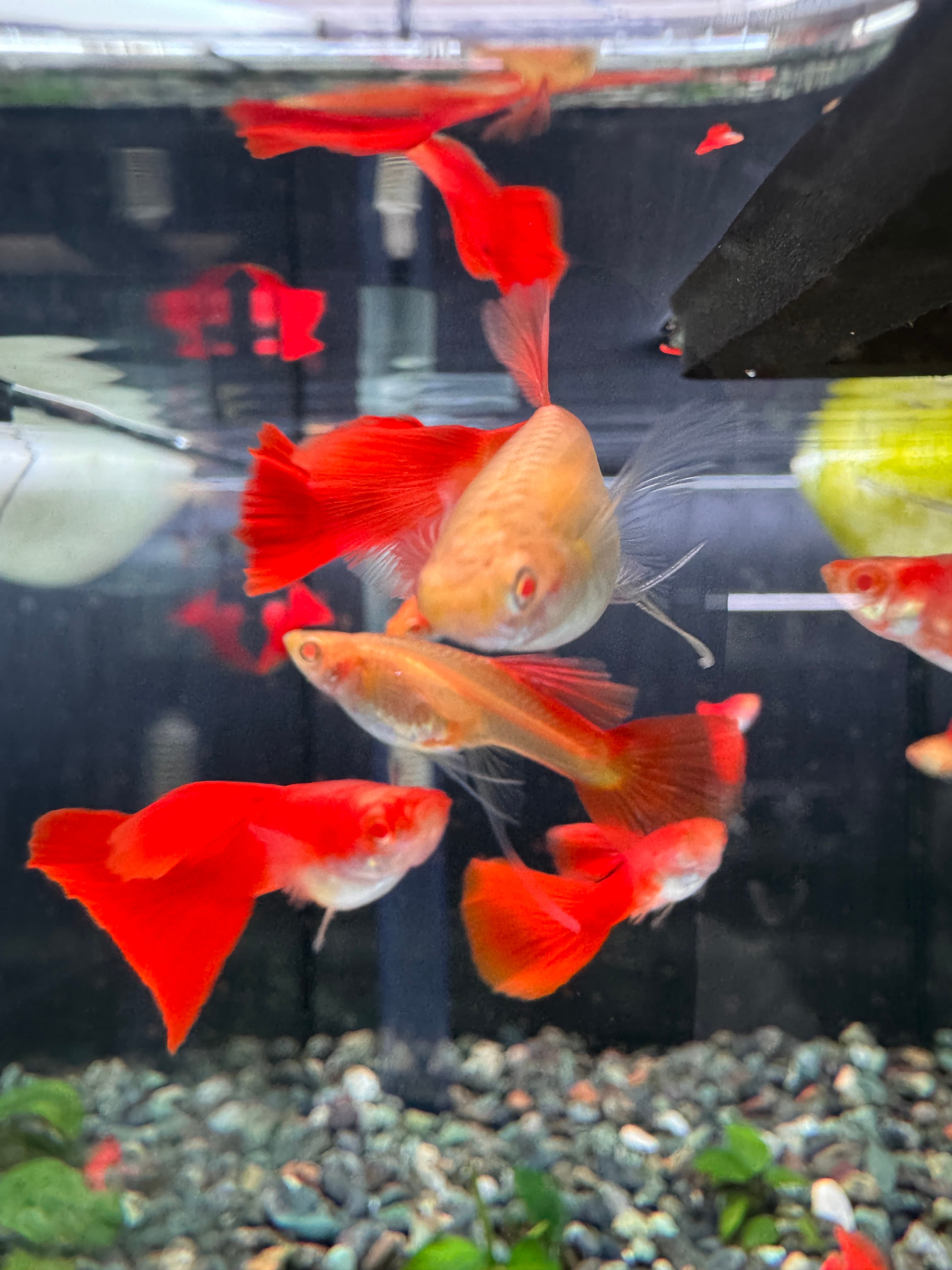 全紅白子緞帶蝶翼 一對商品照片3