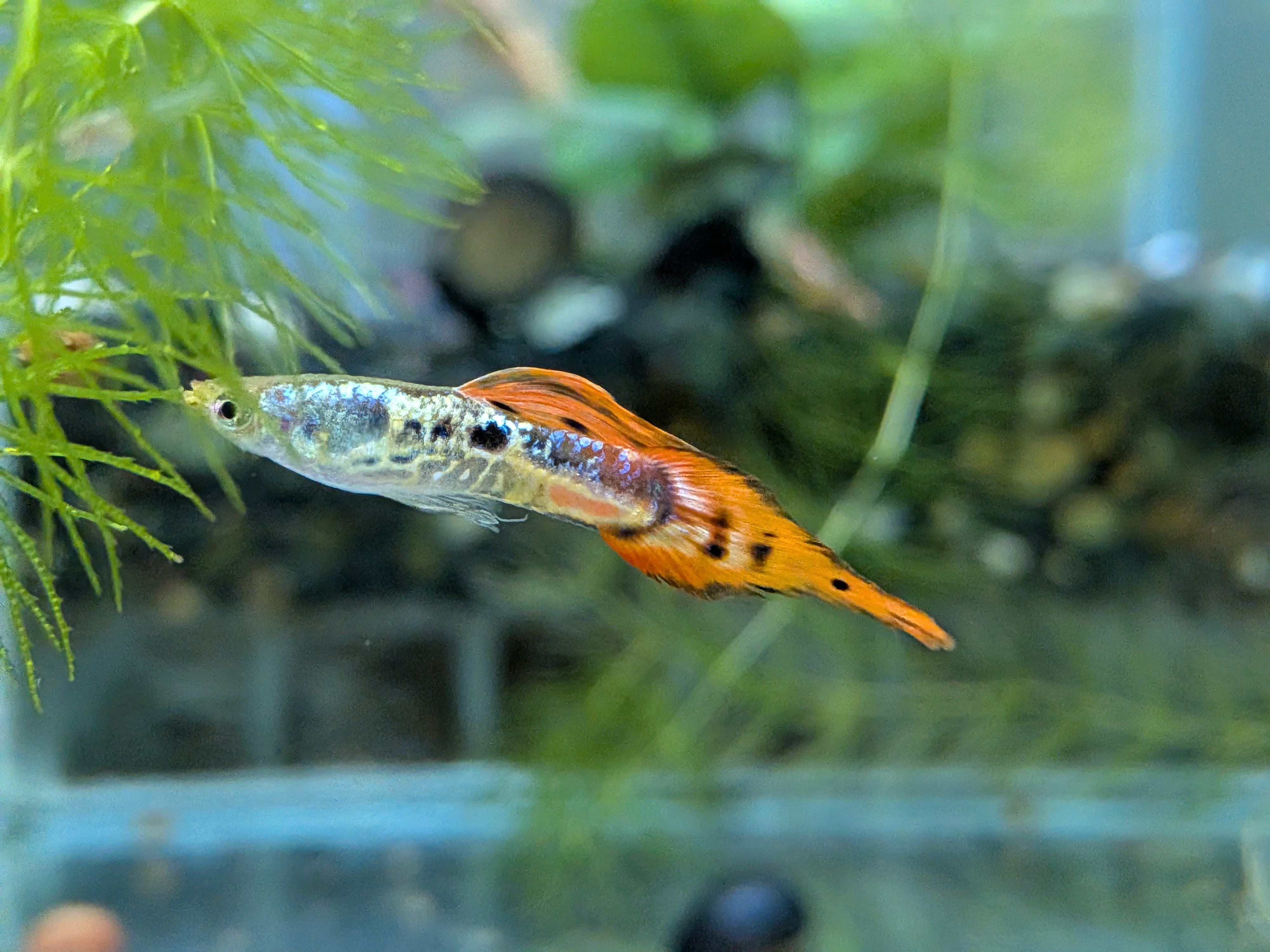 紅銀河矛尾 一對｜宇魚水族
