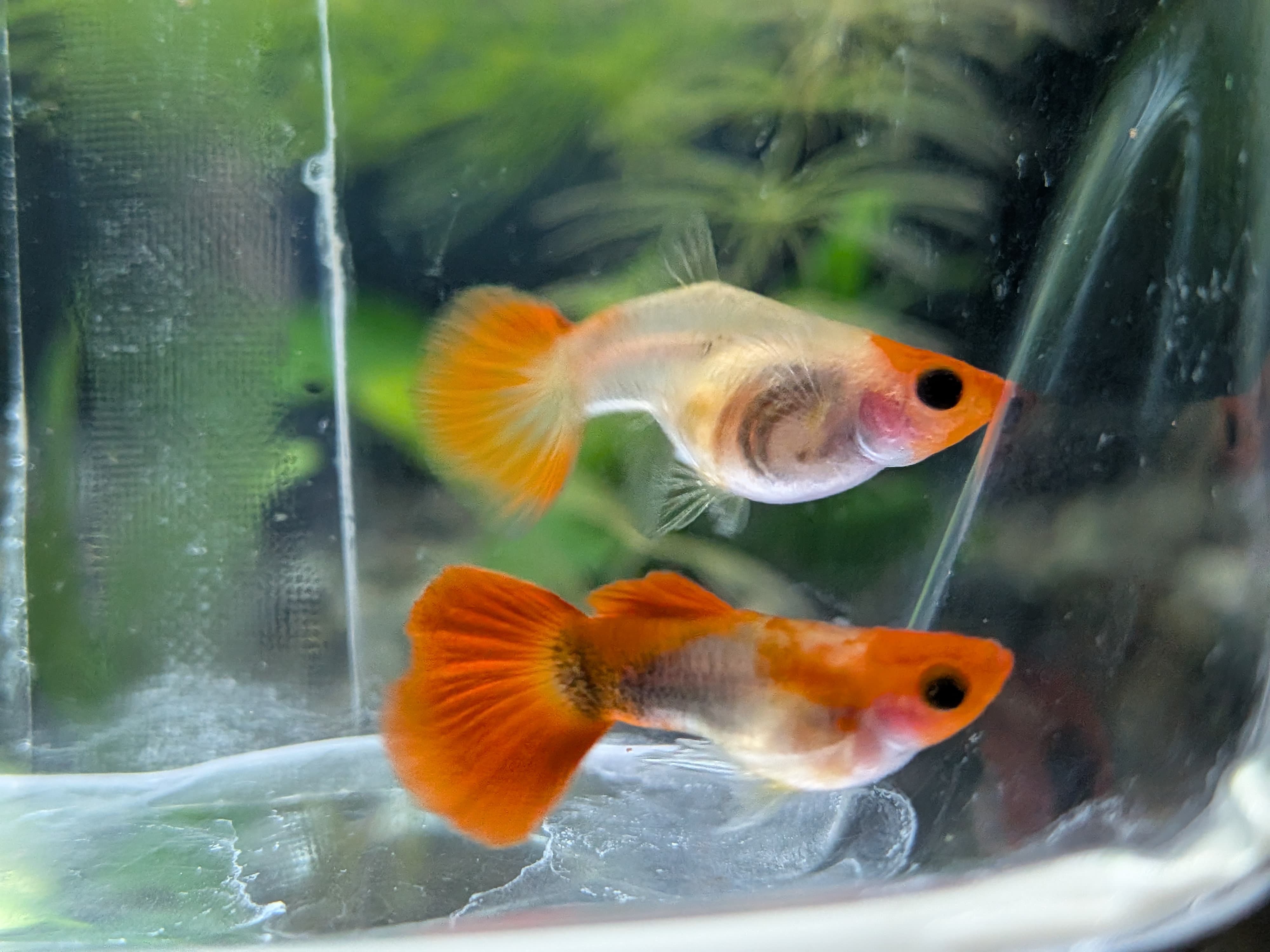 黃化丹頂短身玻璃肚 一對｜宇魚水族