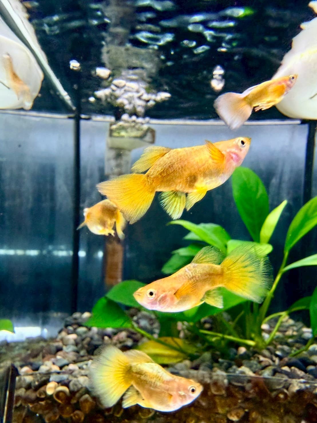滿鱗黃金甲球體 一對｜宇魚水族