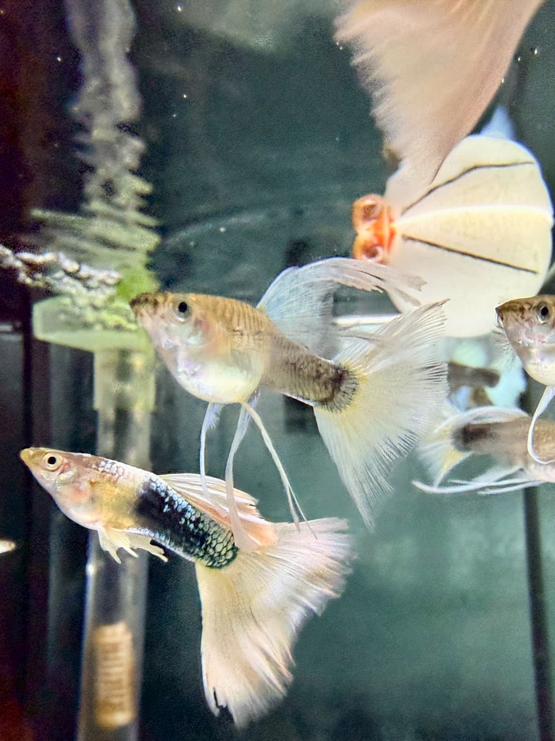 黃尾禮服蝶翼大C緞帶 一對｜宇魚水族
