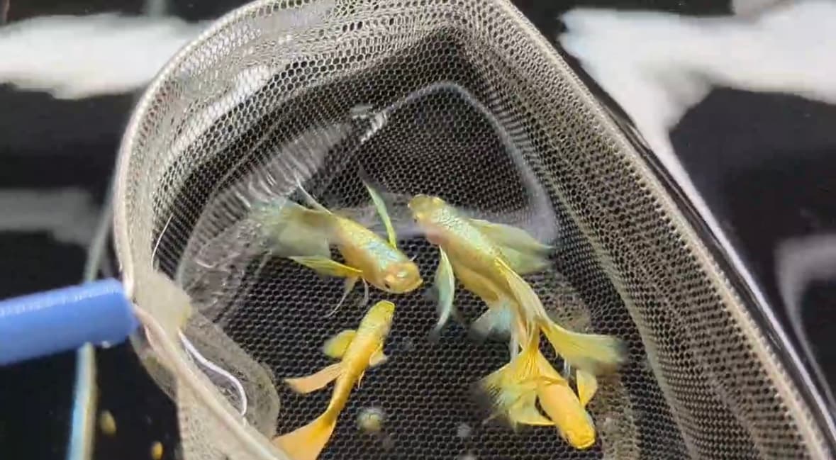 滿鱗黃金甲緞帶 一對｜宇魚水族