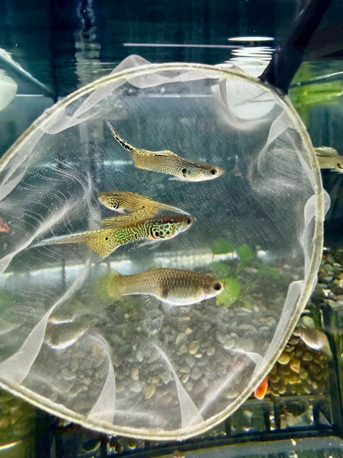 黃蕾絲頂劍 一對商品照片3