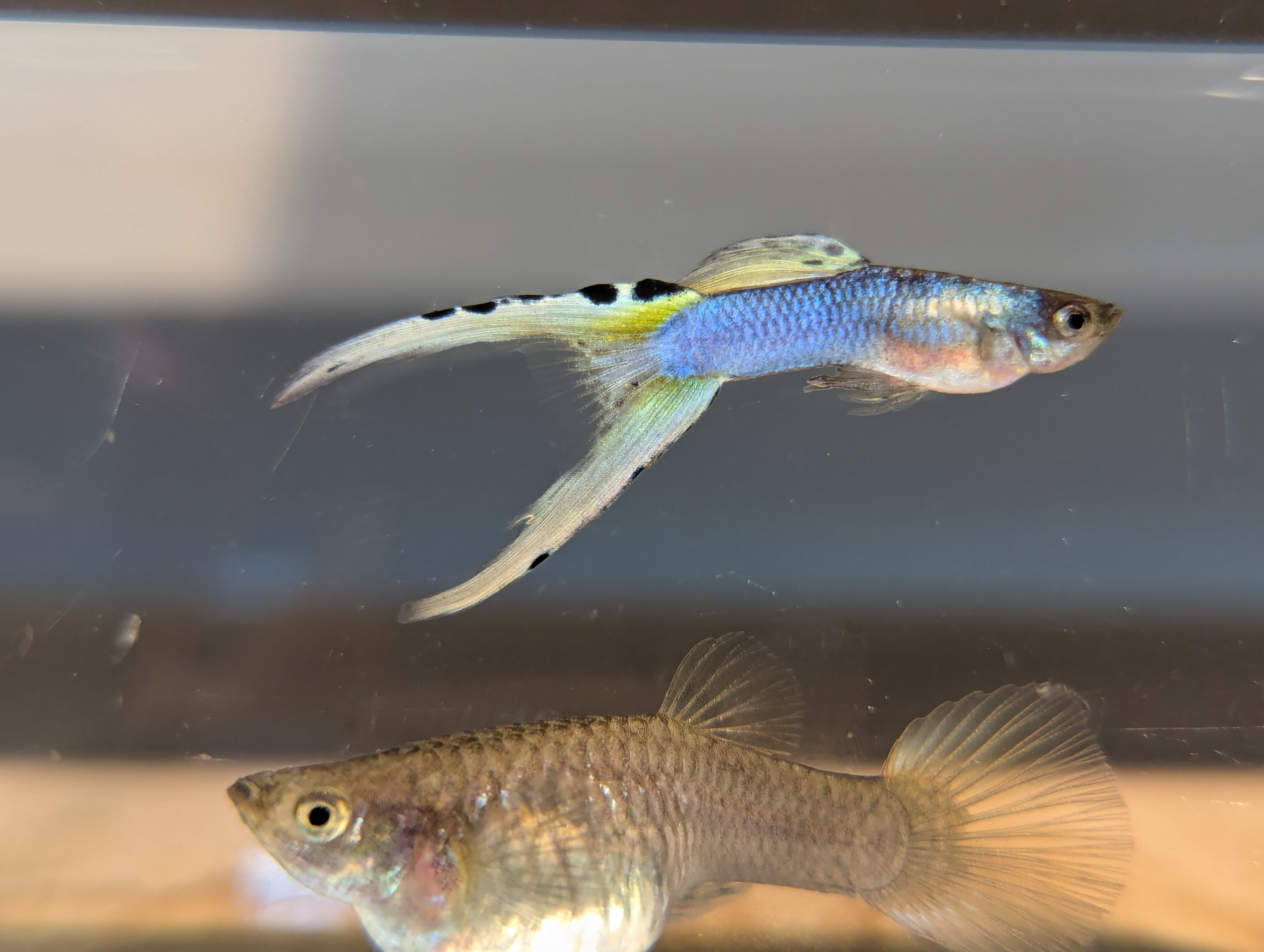 白金日本藍雙劍 一對｜宇魚水族