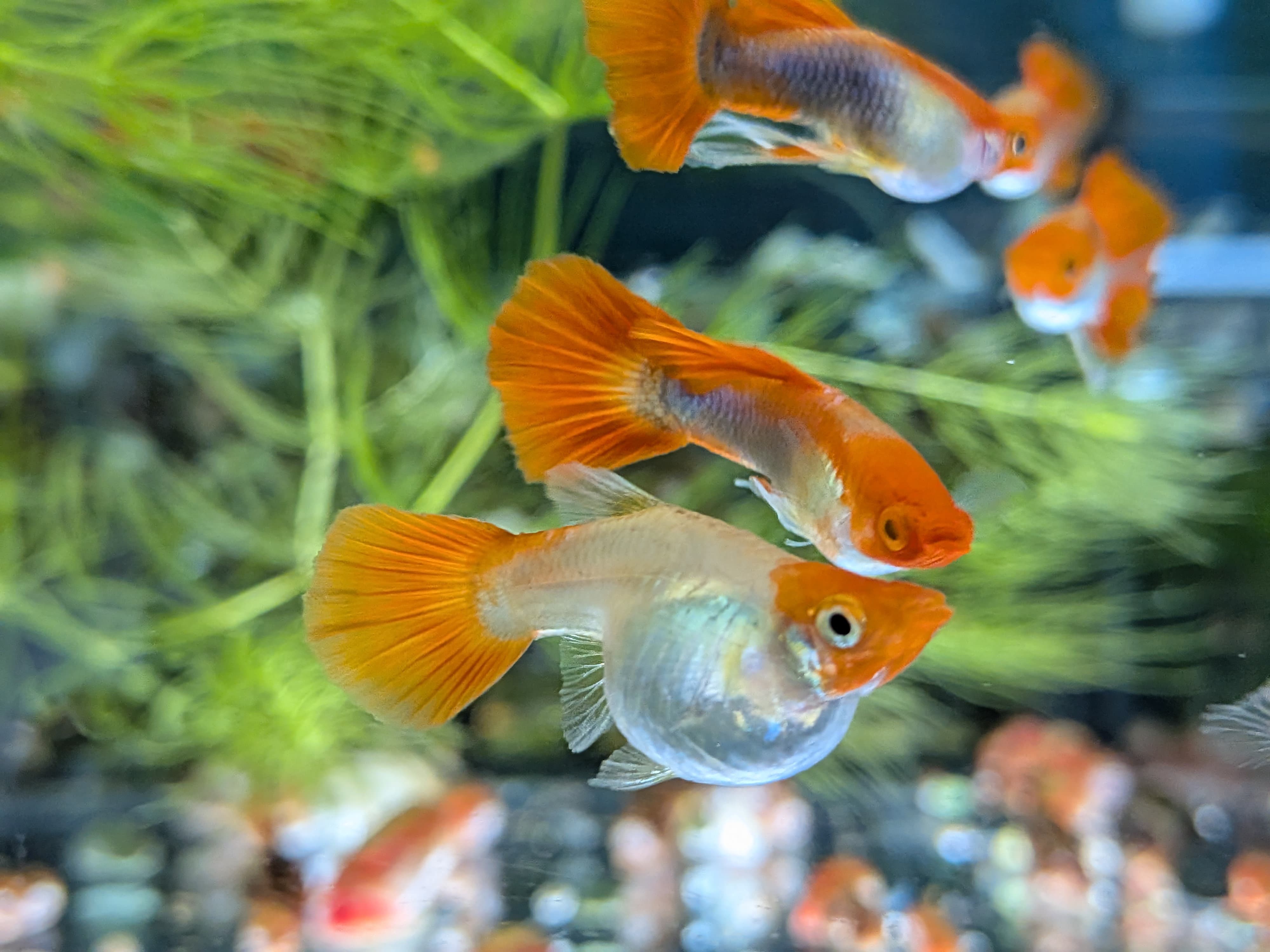 黃化丹頂 一對｜宇魚水族