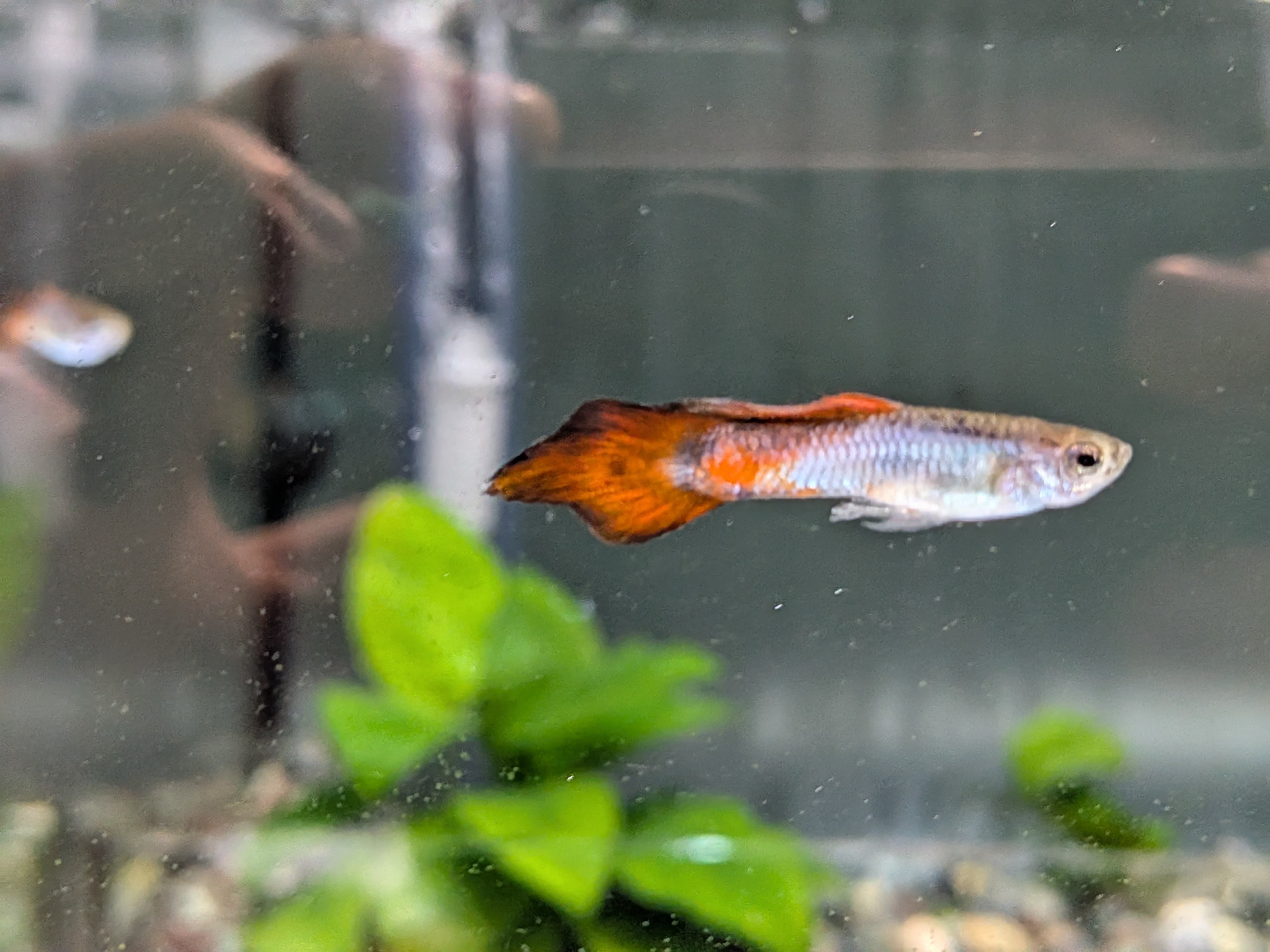辛加藍紅矛尾 一對｜宇魚水族