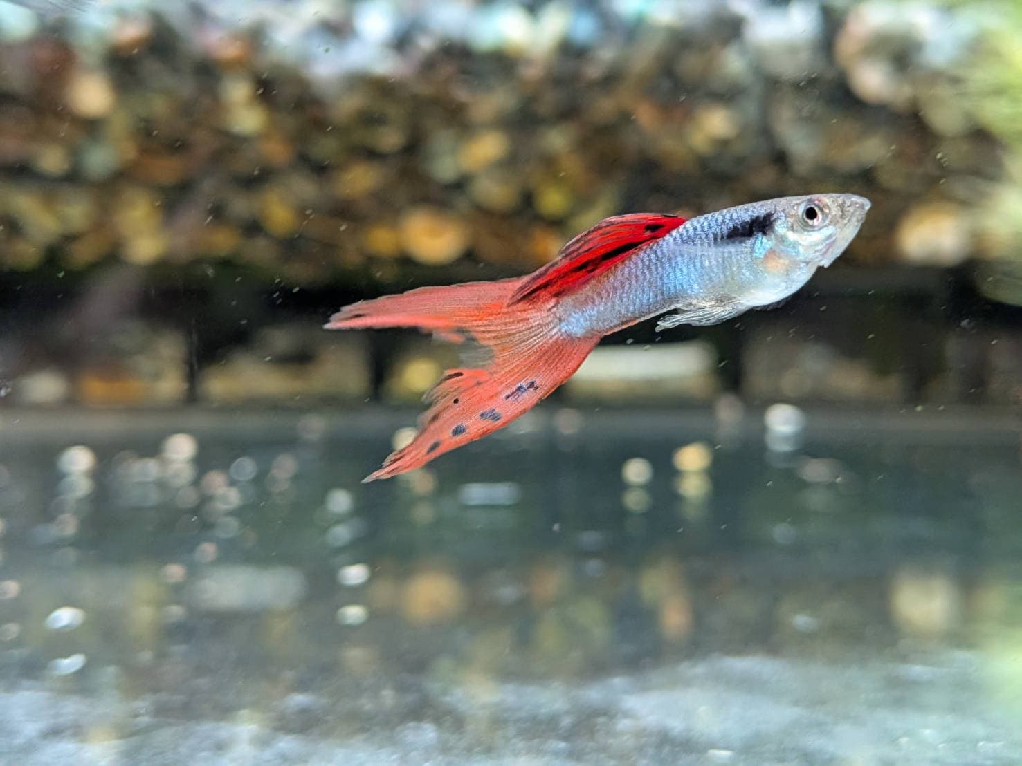 辛加藍紅雙劍 一對｜宇魚水族