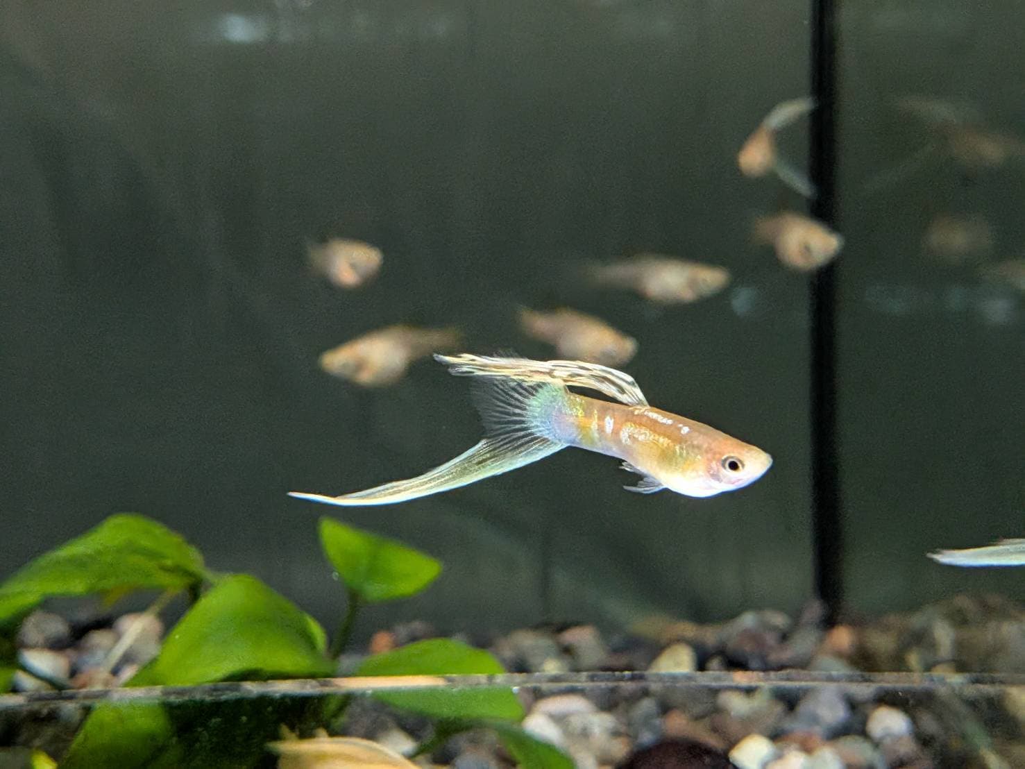 黃化維也納底劍 一對｜宇魚水族