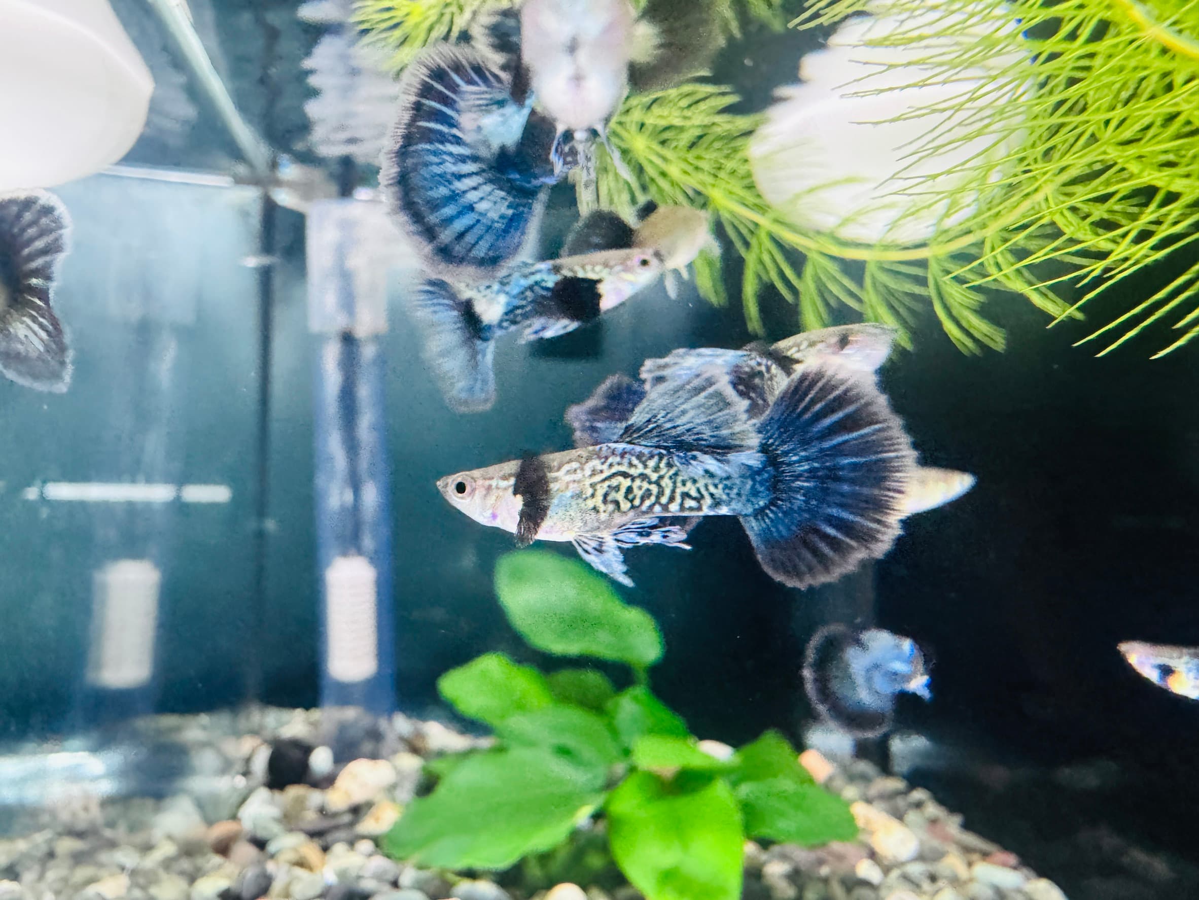 藍龍大耳 一對｜宇魚水族