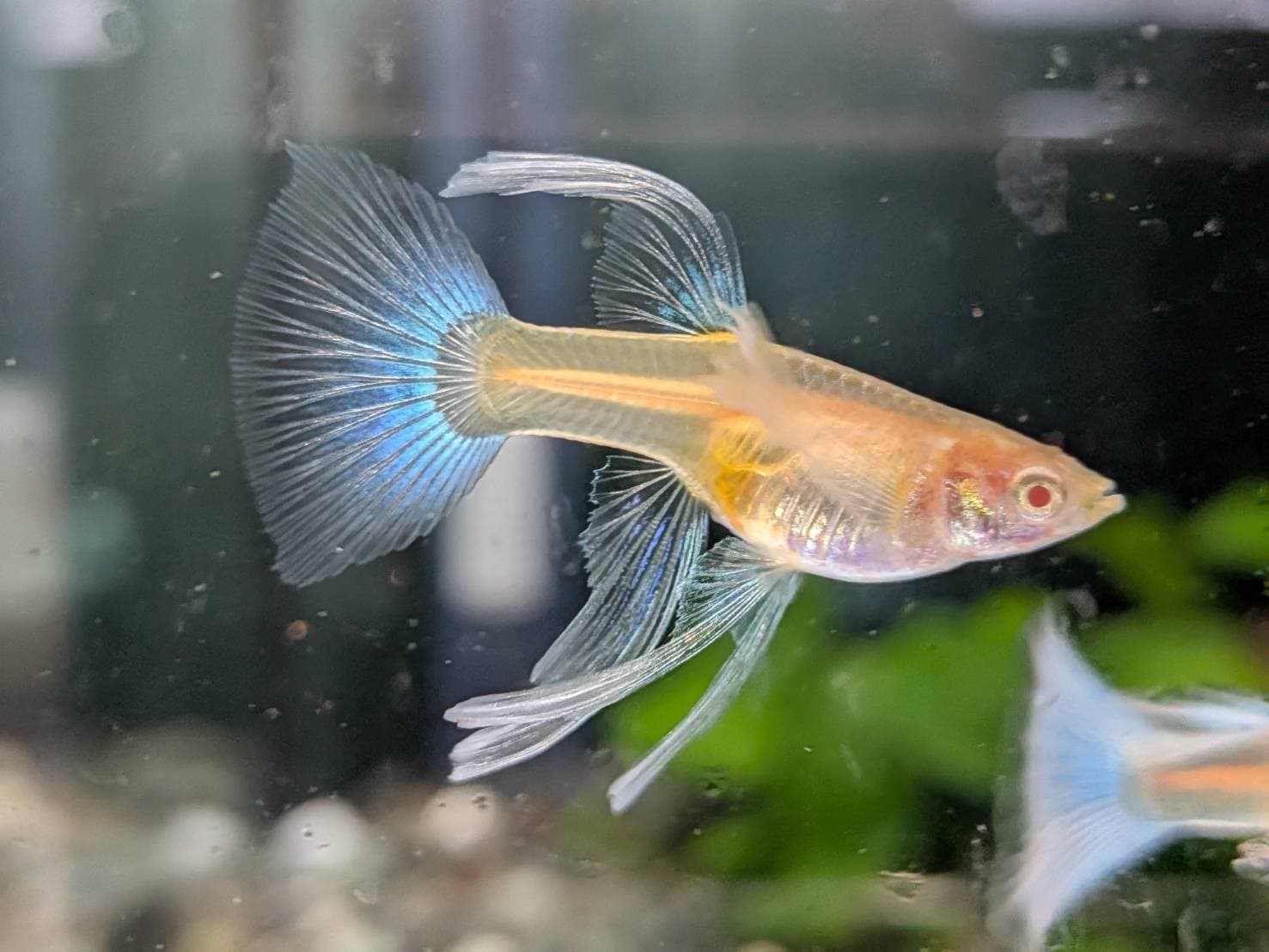 藍尾禮服白子緞帶大C 一對｜宇魚水族