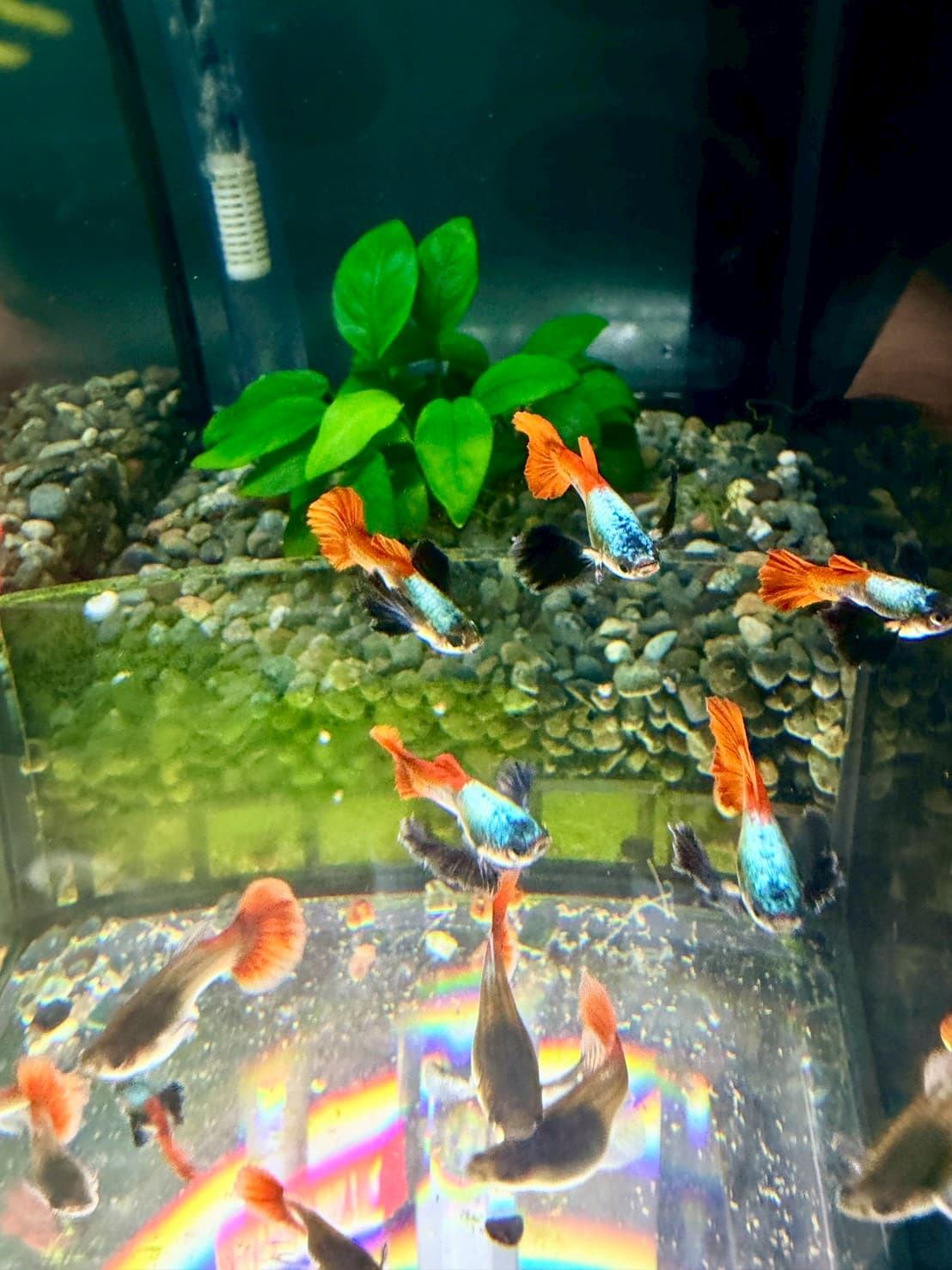 白金紅尾大耳 一對｜宇魚水族