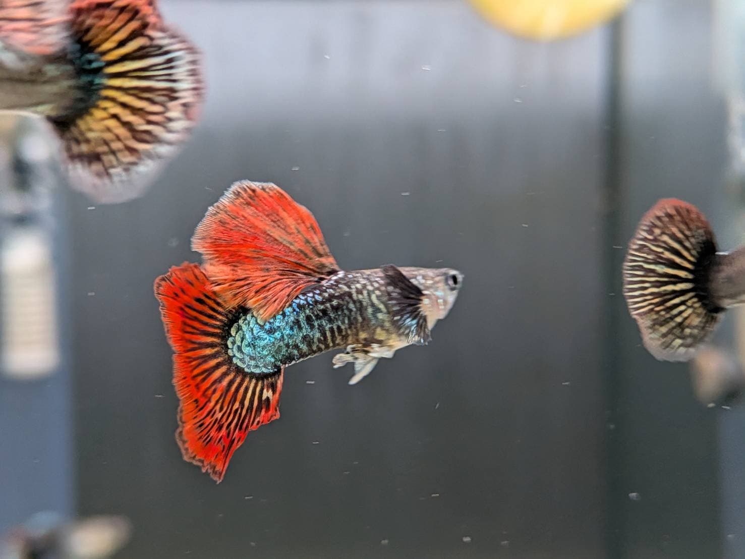 紅龍半月 一對｜宇魚水族