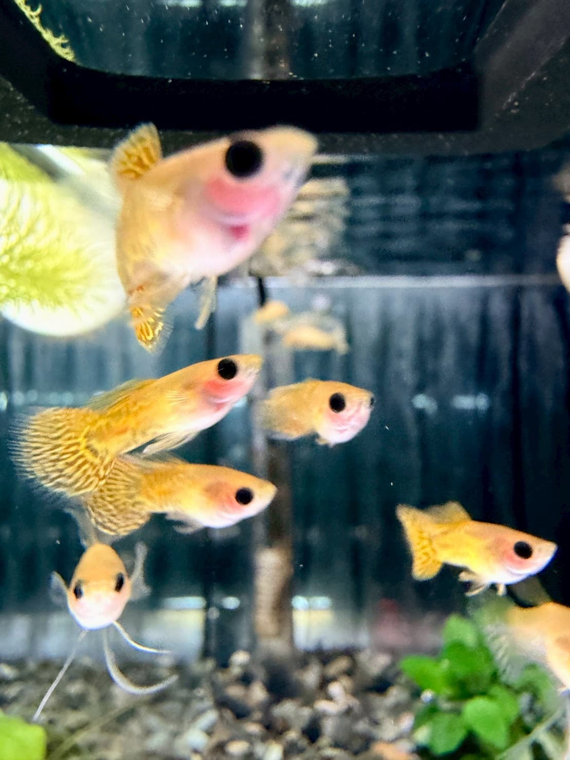 黃蕾絲玻璃肚緞帶大C(黑眼豆豆) 一對｜宇魚水族
