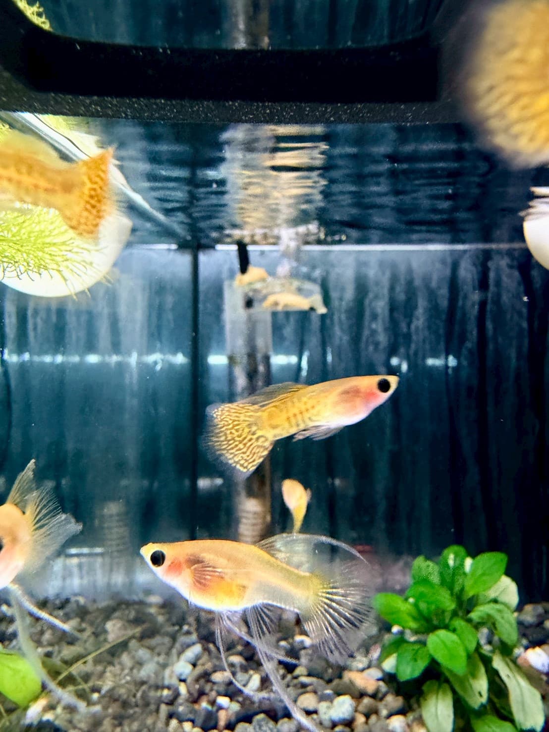 黃蕾絲玻璃肚緞帶大C(黑眼豆豆) 一對商品照片2