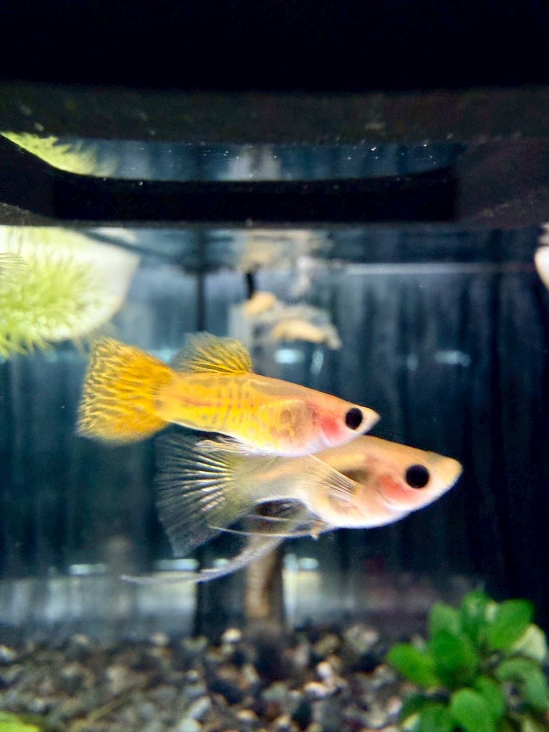 黃蕾絲玻璃肚緞帶大C(黑眼豆豆) 一對商品照片3
