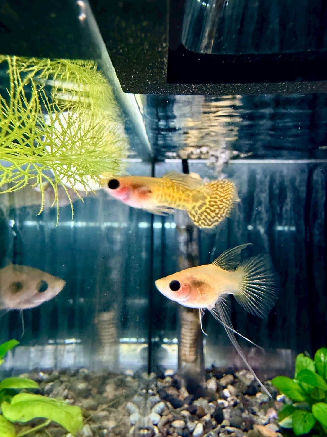 黃蕾絲玻璃肚緞帶大C(黑眼豆豆) 一對商品照片4