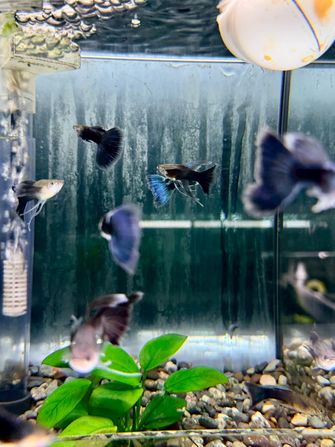 藍尾禮服緞帶大C 一對｜宇魚水族