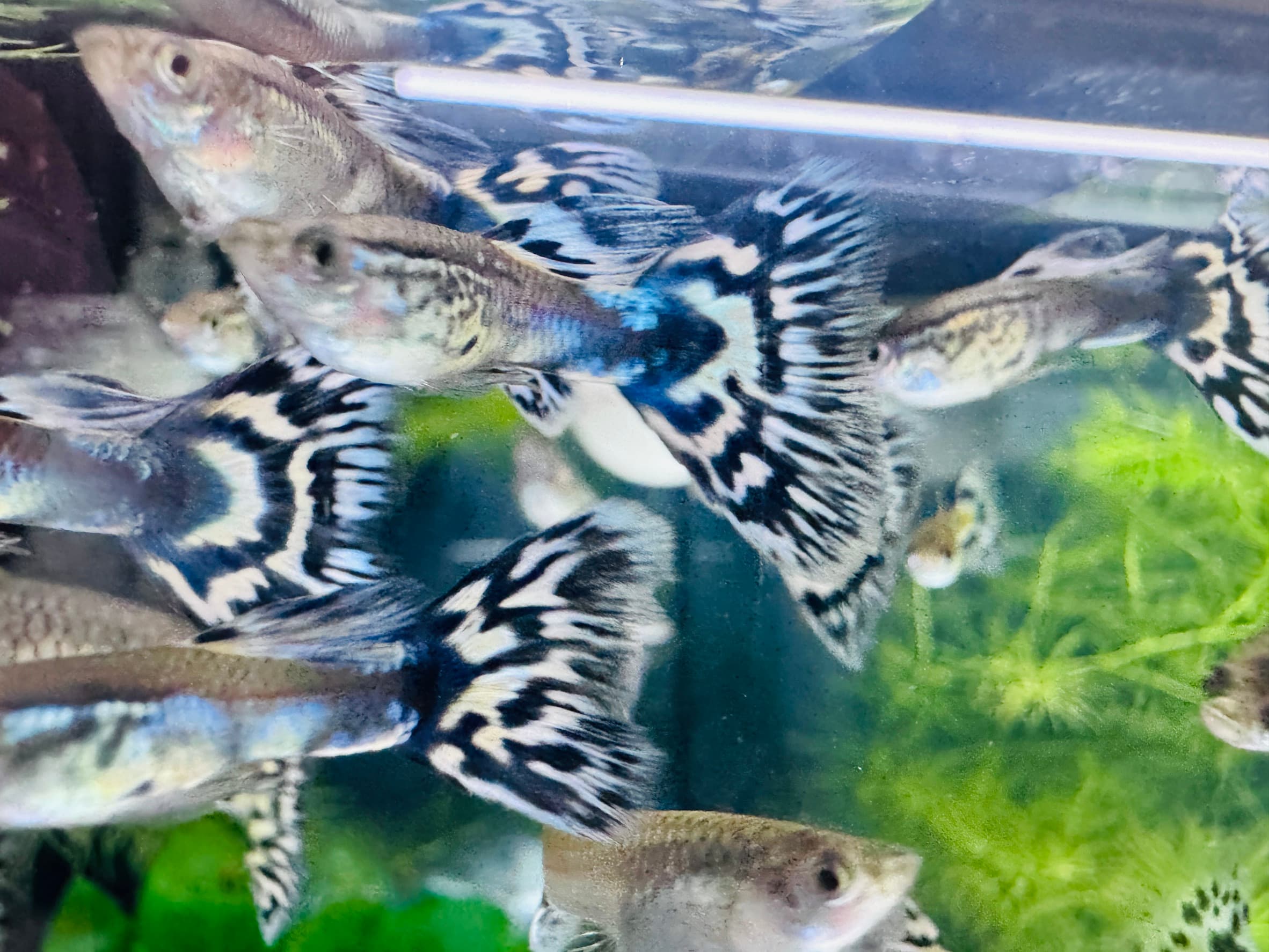 藍馬賽克 一對｜宇魚水族