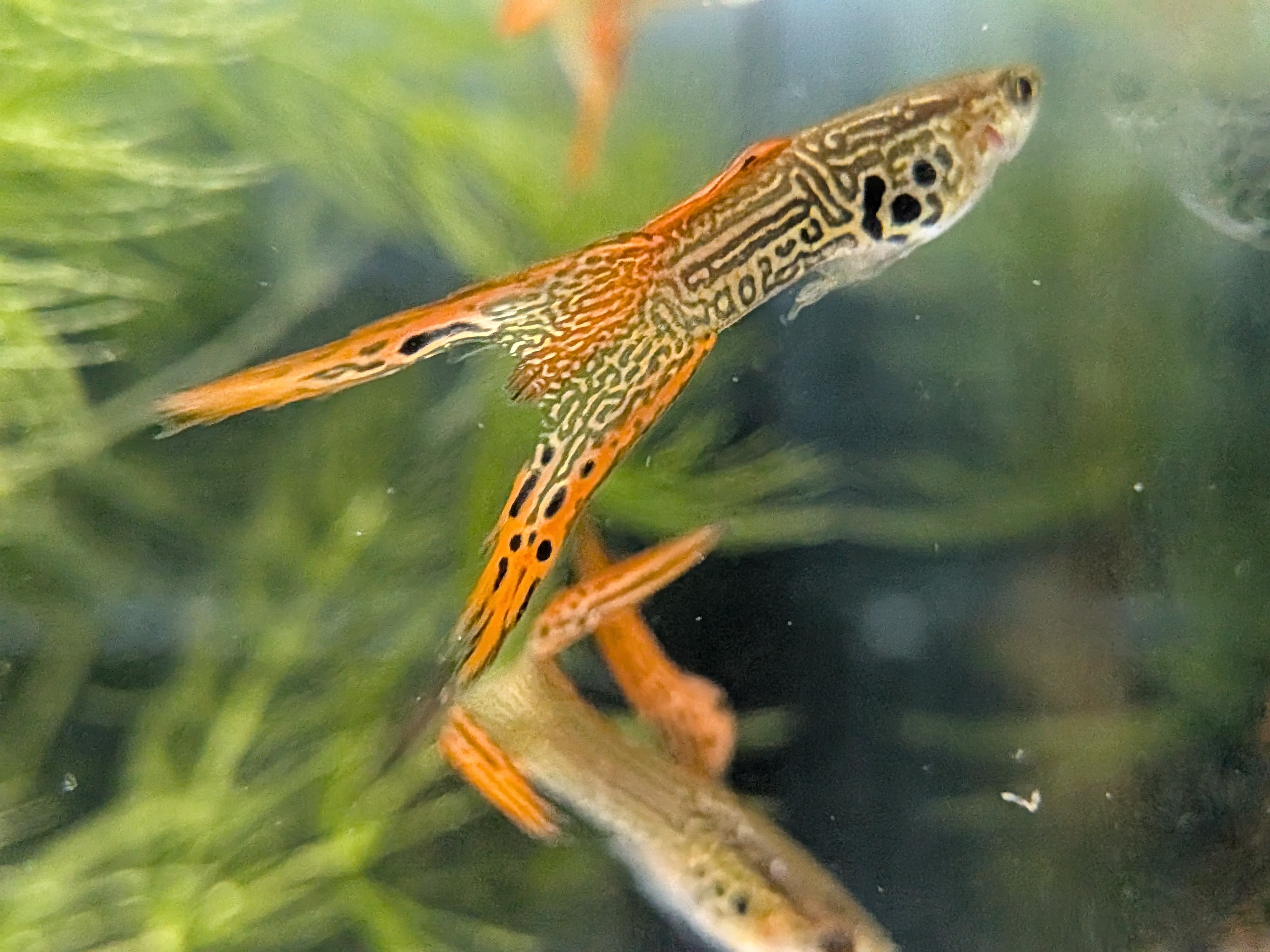 紅蕾絲雙劍 一對｜宇魚水族