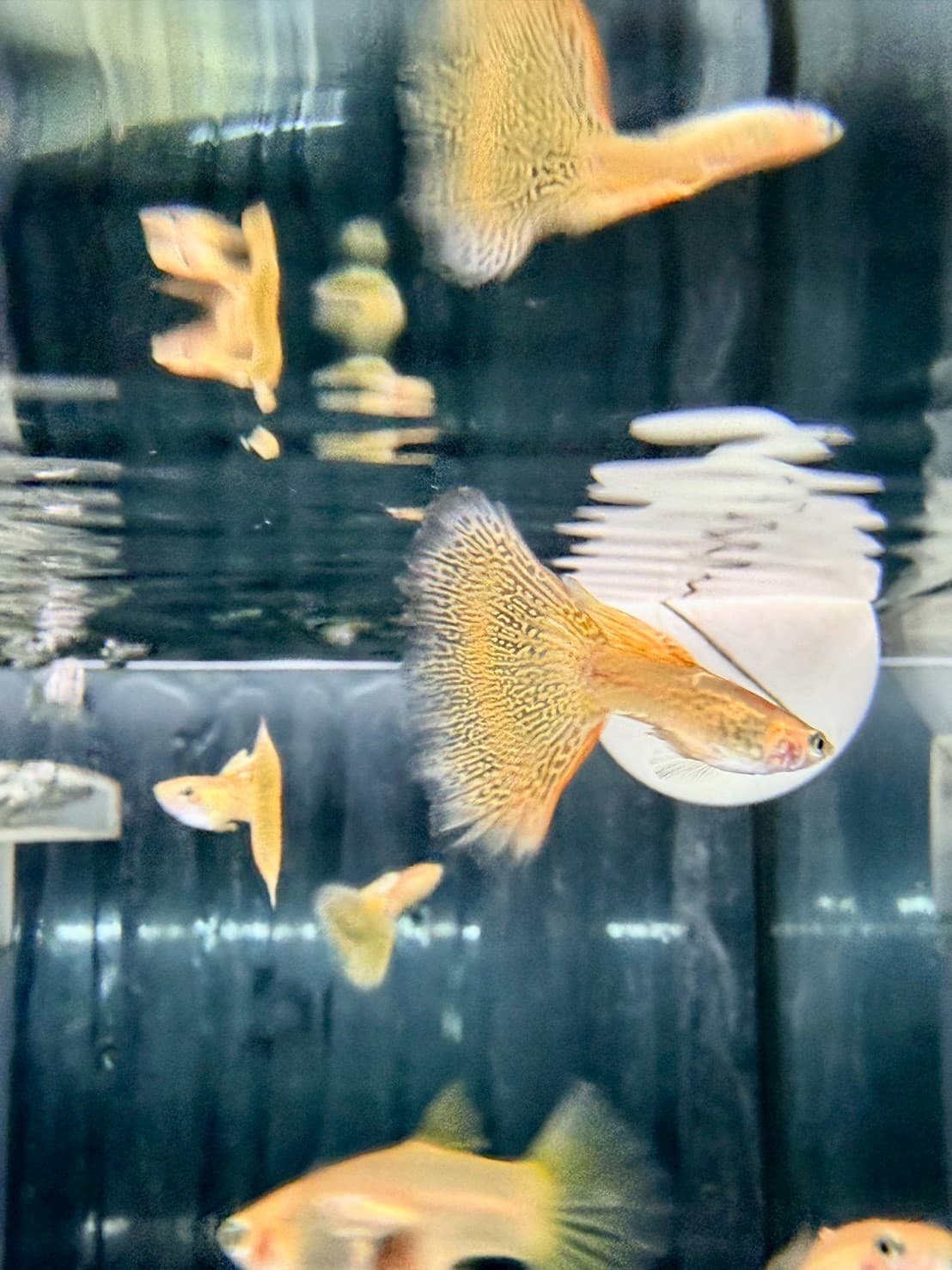 黃化黃蕾絲 一對｜宇魚水族