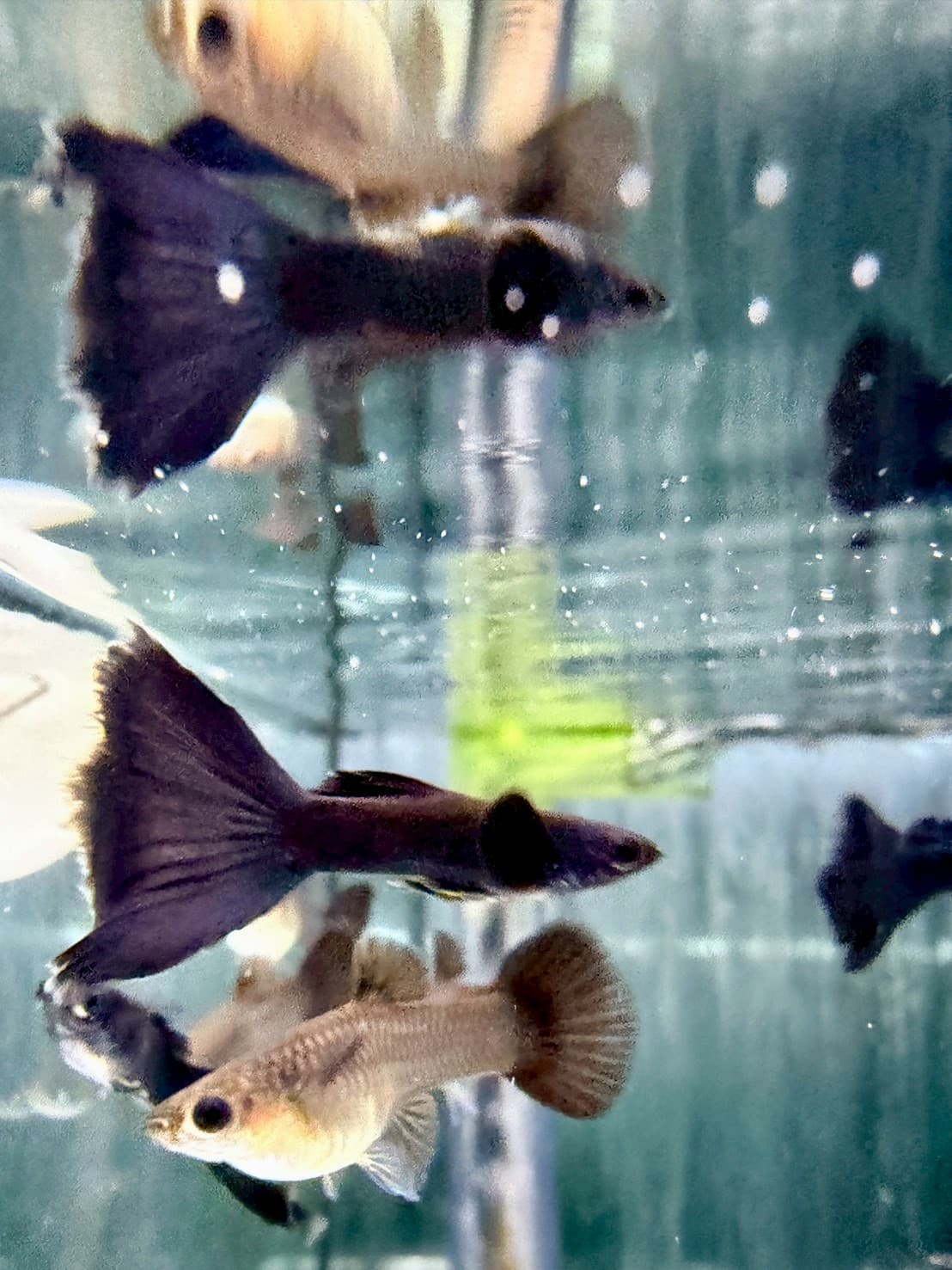 莫斯科藍 一對｜宇魚水族