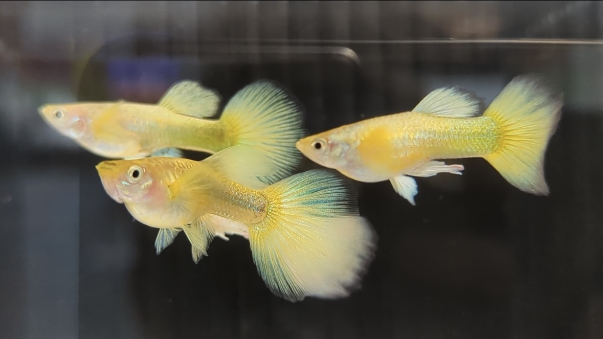 滿鱗黃金甲 一對｜宇魚水族