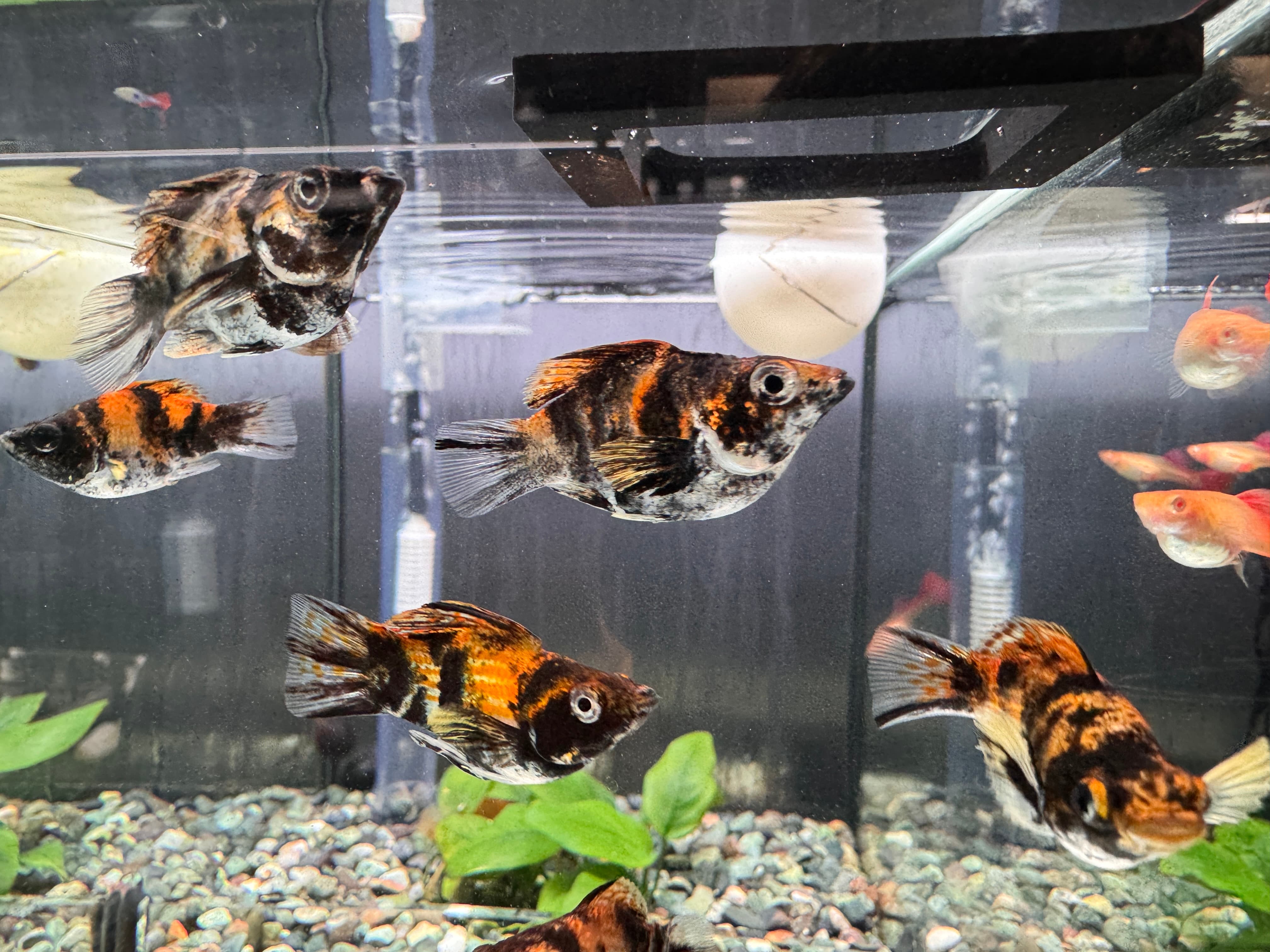三色虎斑圓尾 一對｜宇魚水族