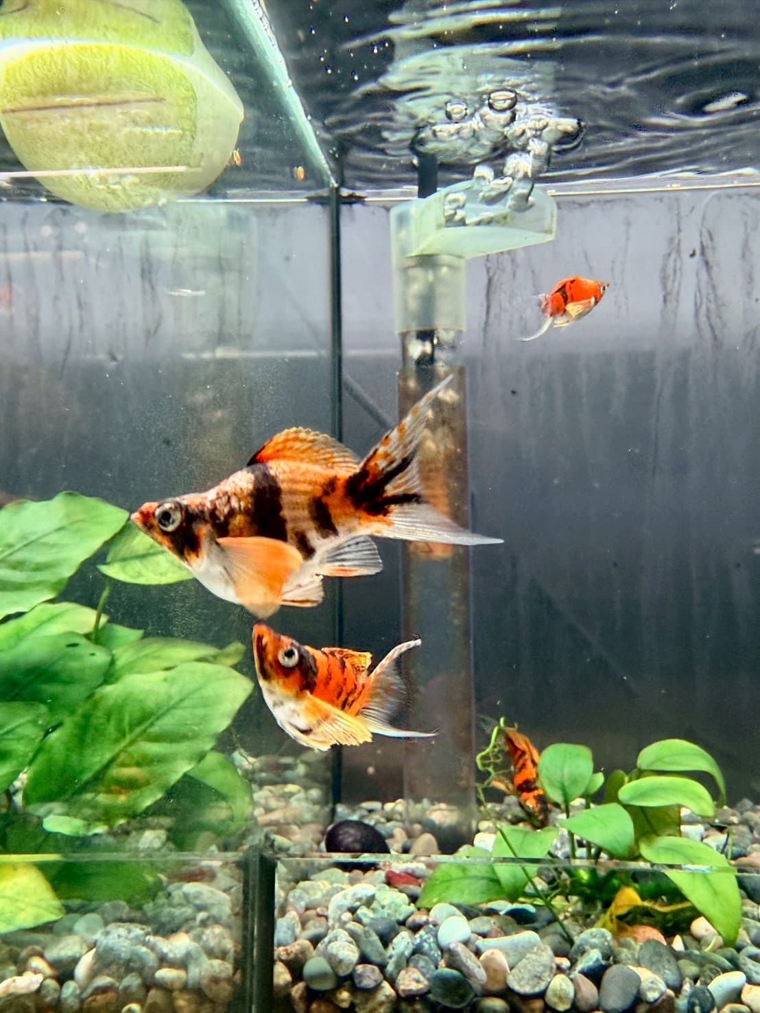 虎斑琴尾 一對｜宇魚水族