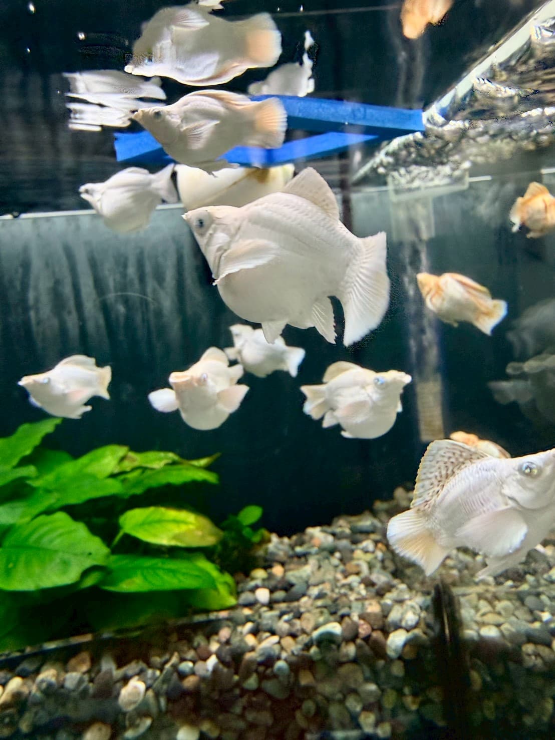白金圓尾 一對｜宇魚水族