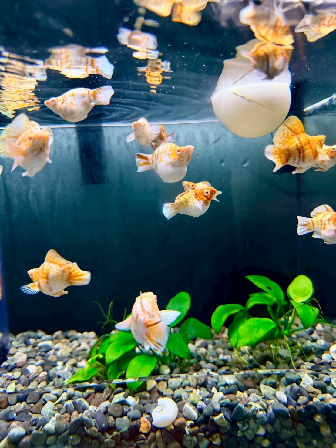紅眼焦糖櫻花圓尾 一對｜宇魚水族