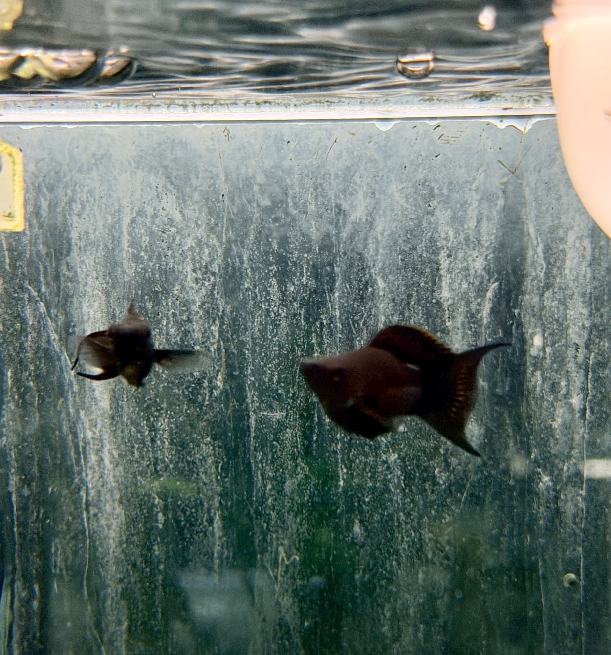 黑鑽琴尾 一對｜宇魚水族