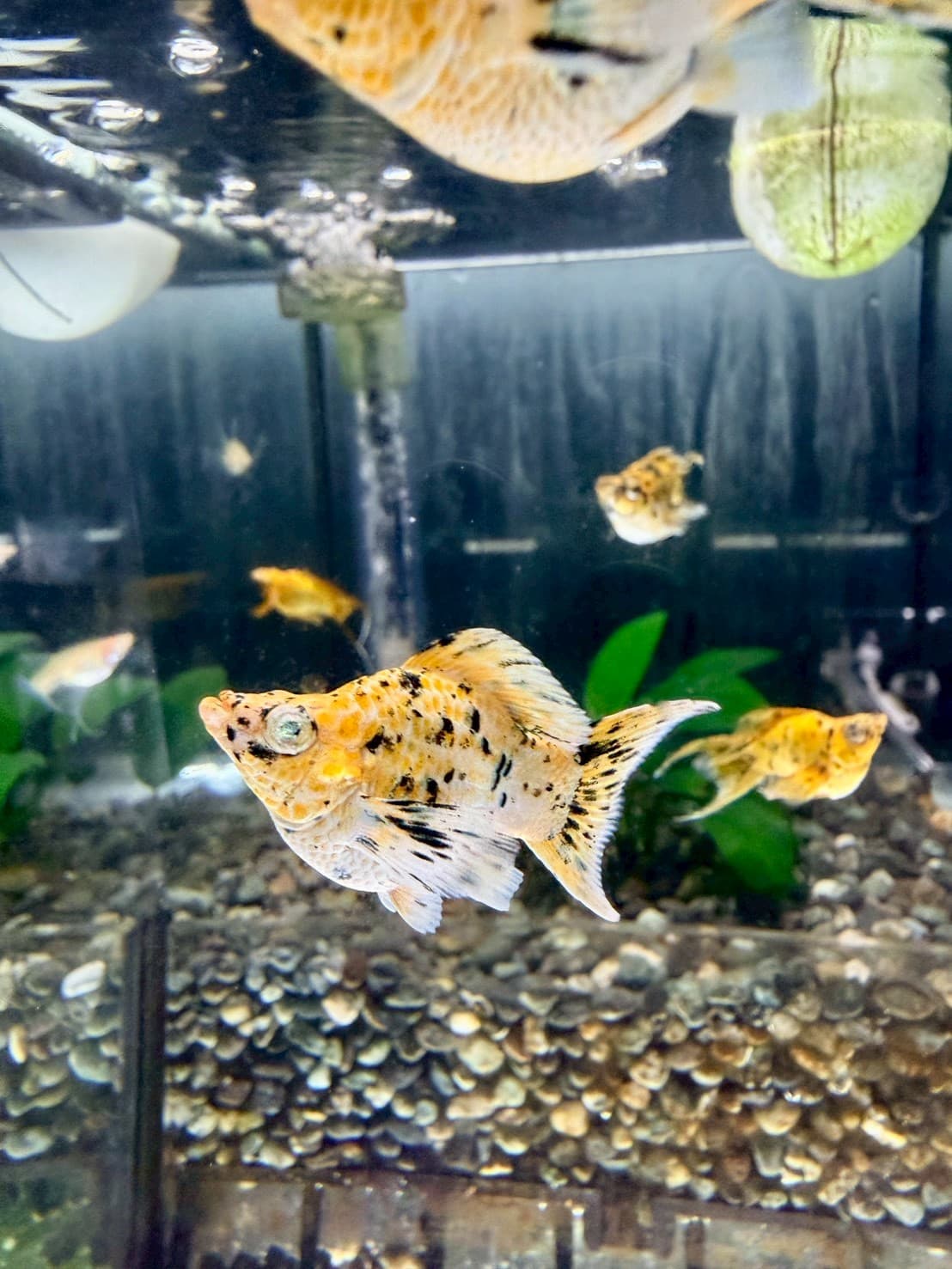 皮卡丘琴尾 一對｜宇魚水族