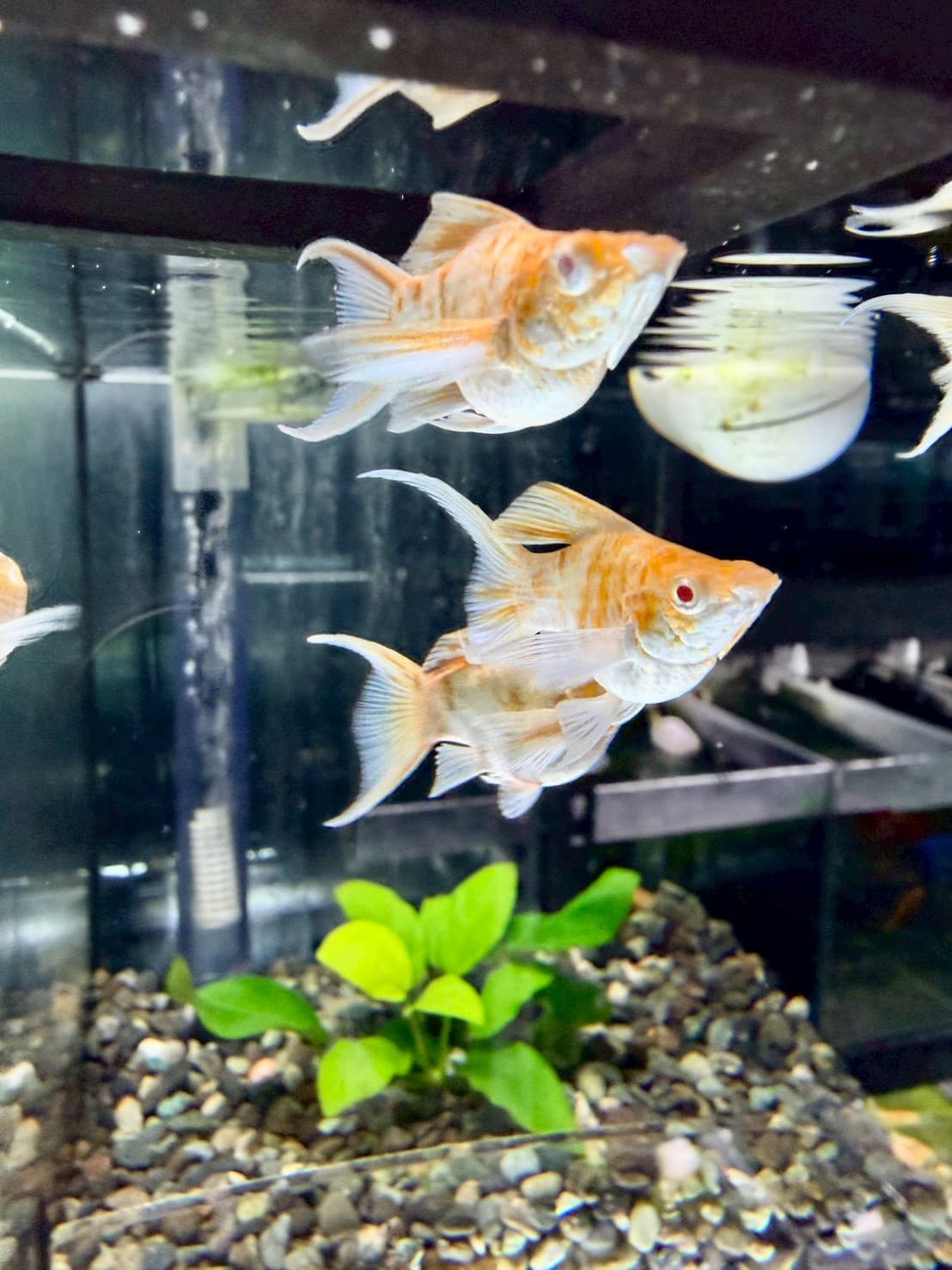 紅眼焦糖櫻花琴尾 一對｜宇魚水族
