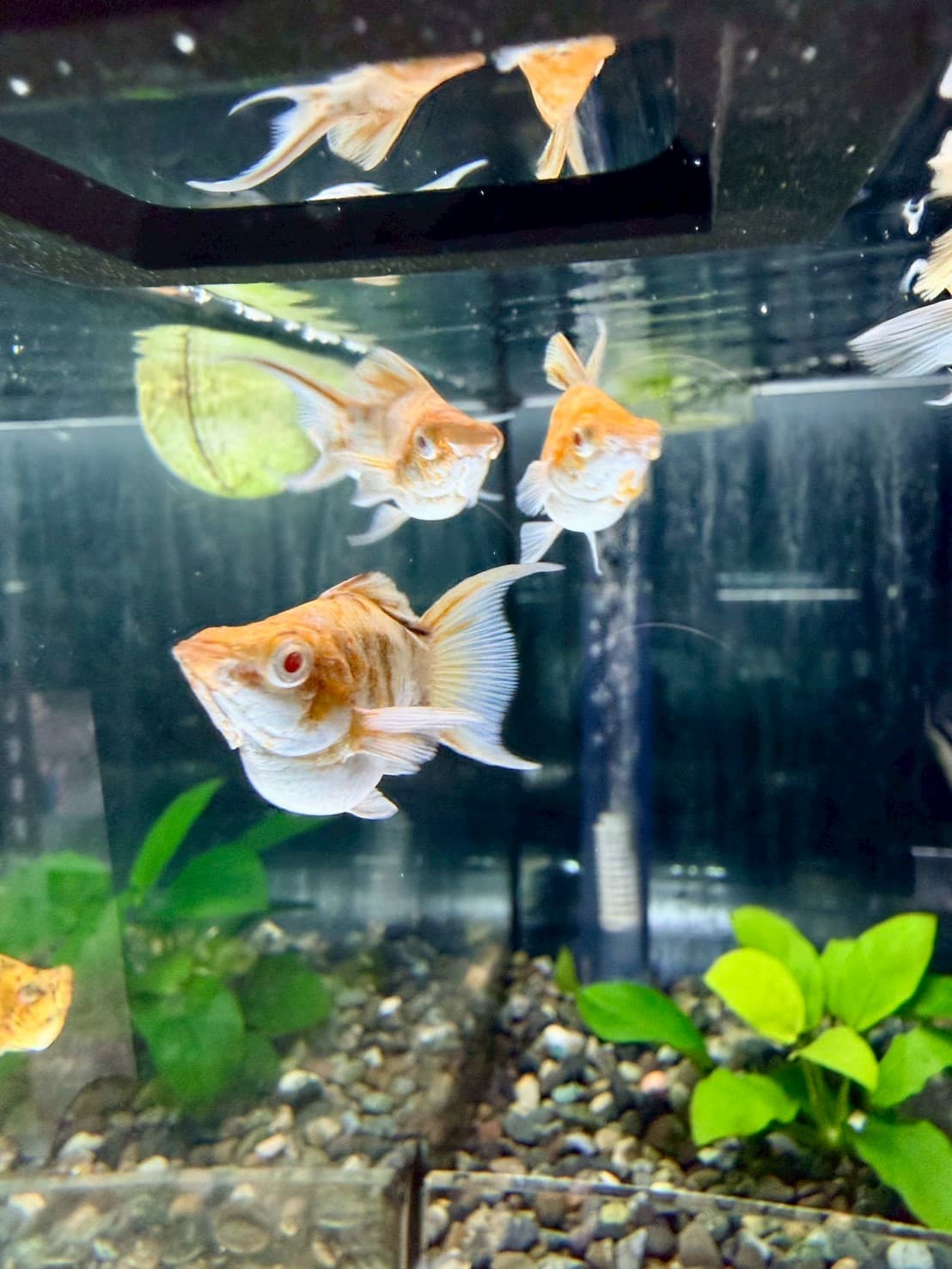 紅眼焦糖櫻花琴尾 一對商品照片3