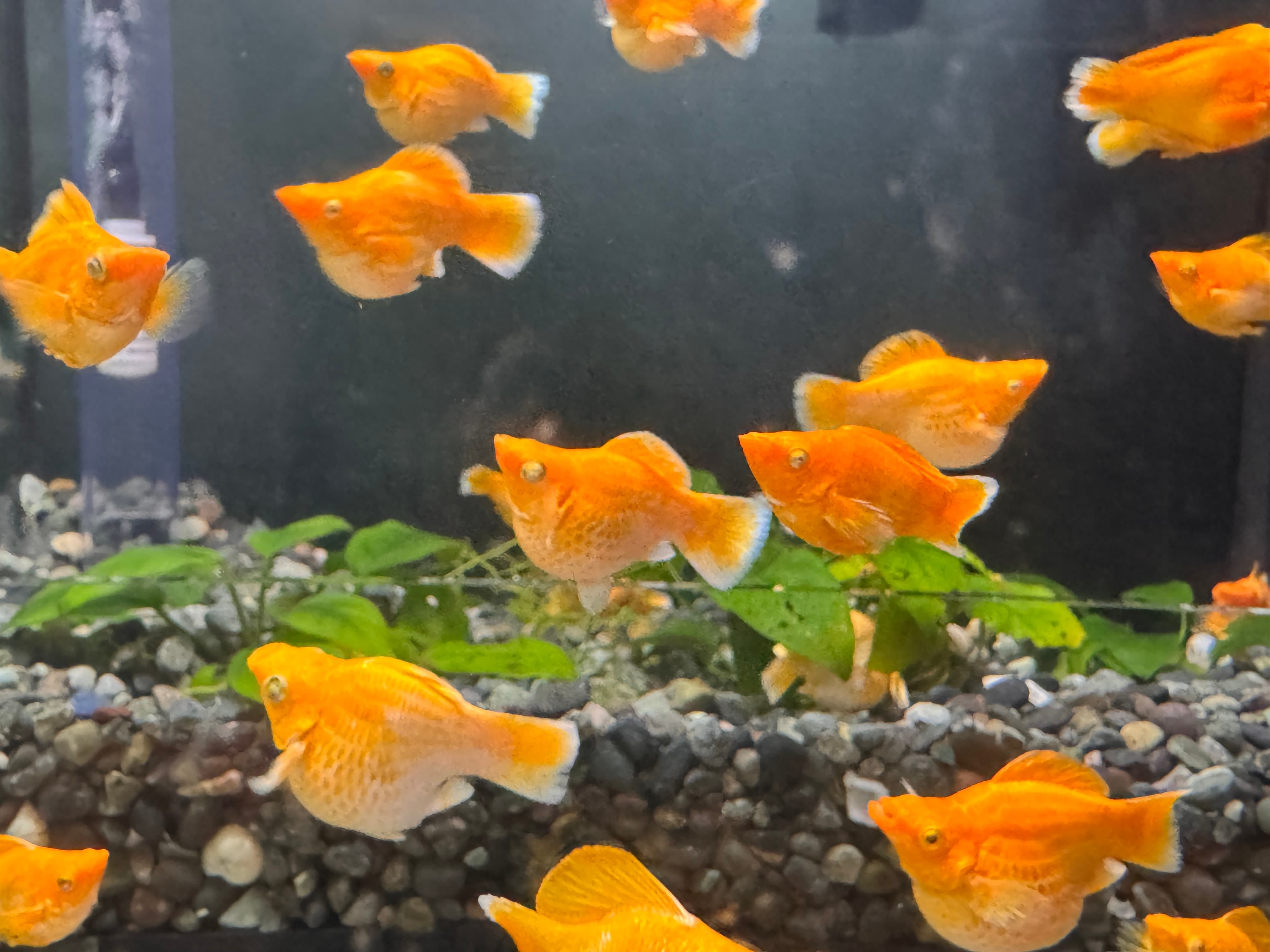 藍眼檸檬圓尾 一對｜宇魚水族