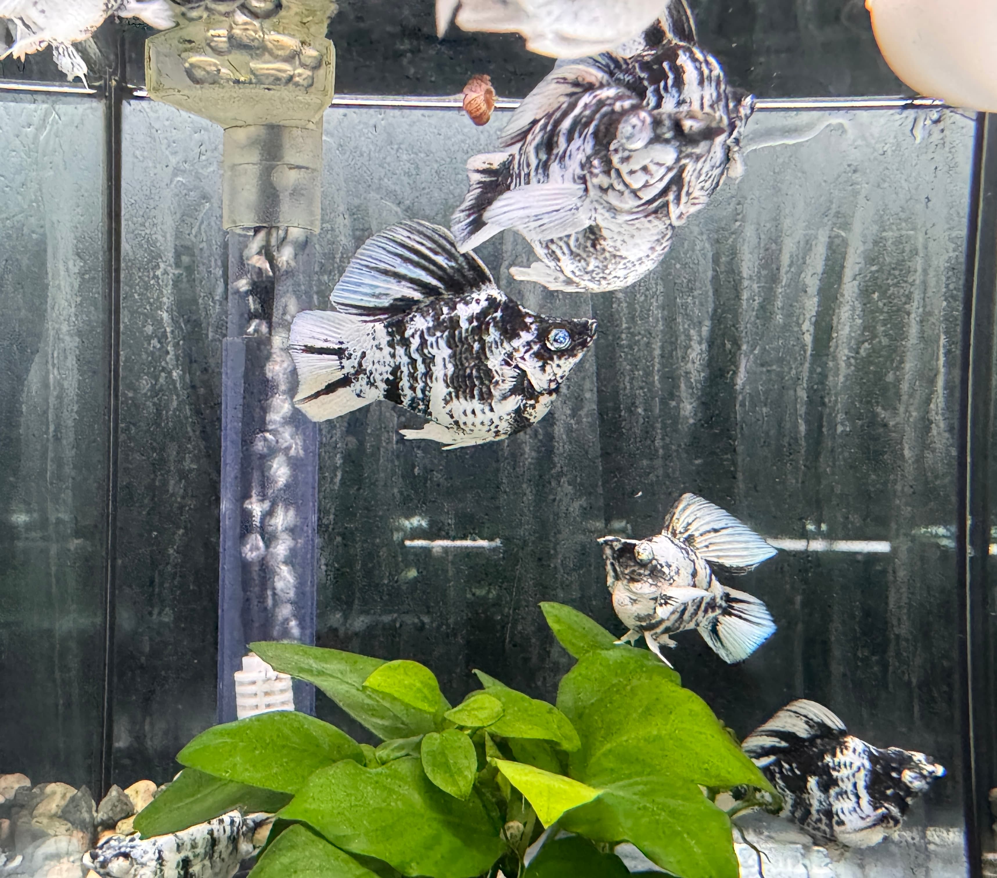 藍眼斑馬圓尾 一對｜宇魚水族