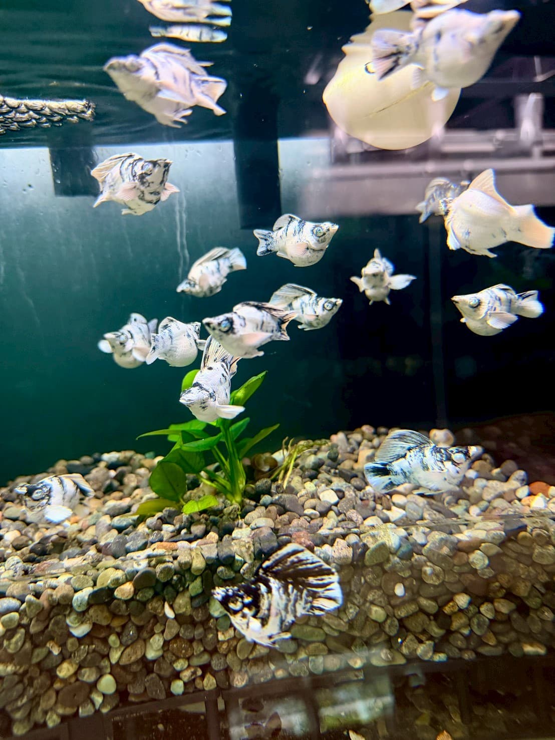 藍眼斑馬圓尾 一對商品照片2