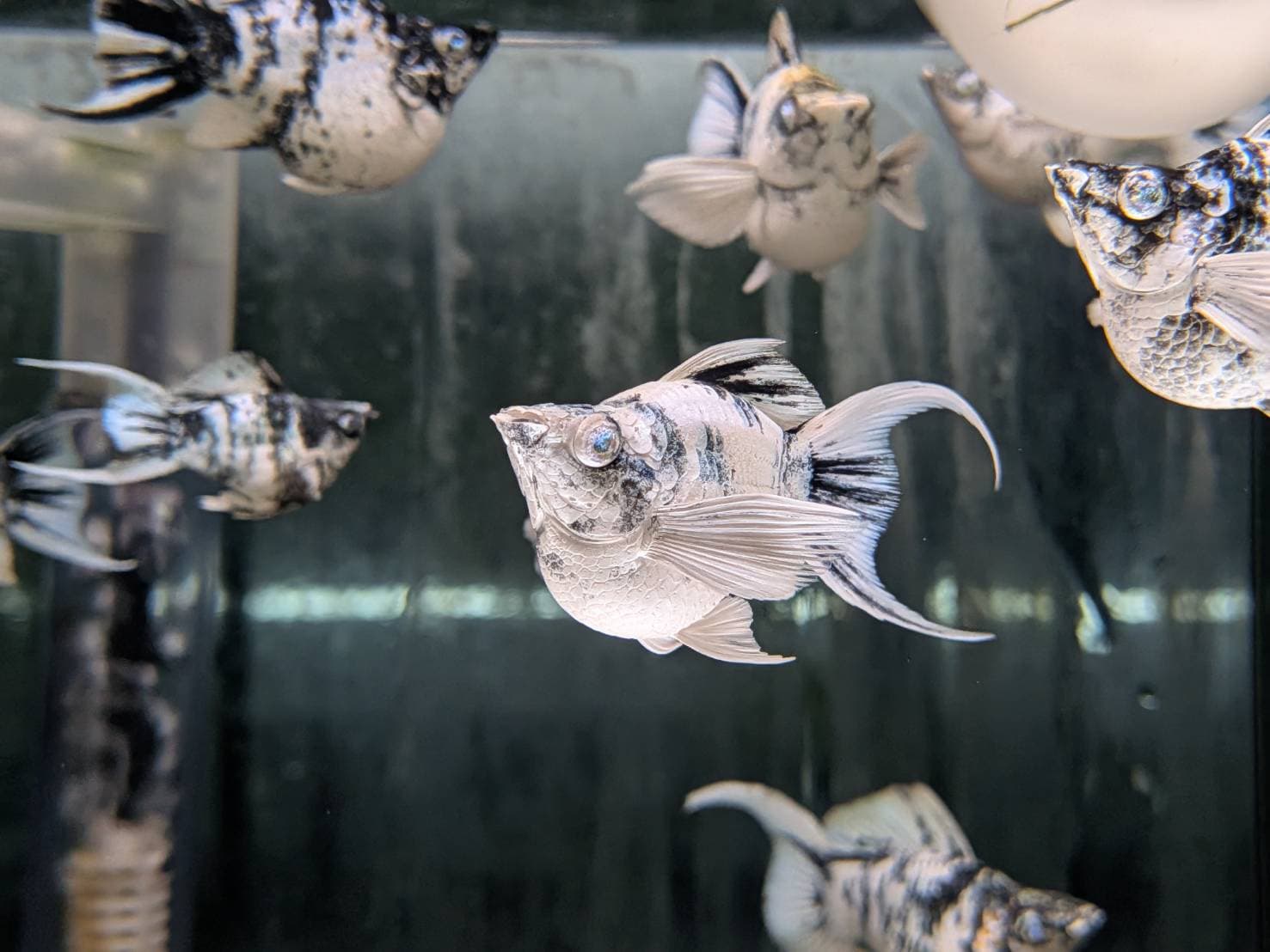 藍眼斑馬琴尾 一對｜宇魚水族