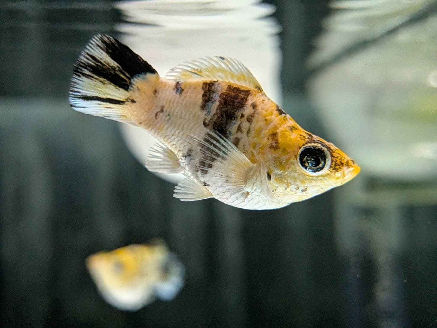 皮卡丘圓尾 一對｜宇魚水族