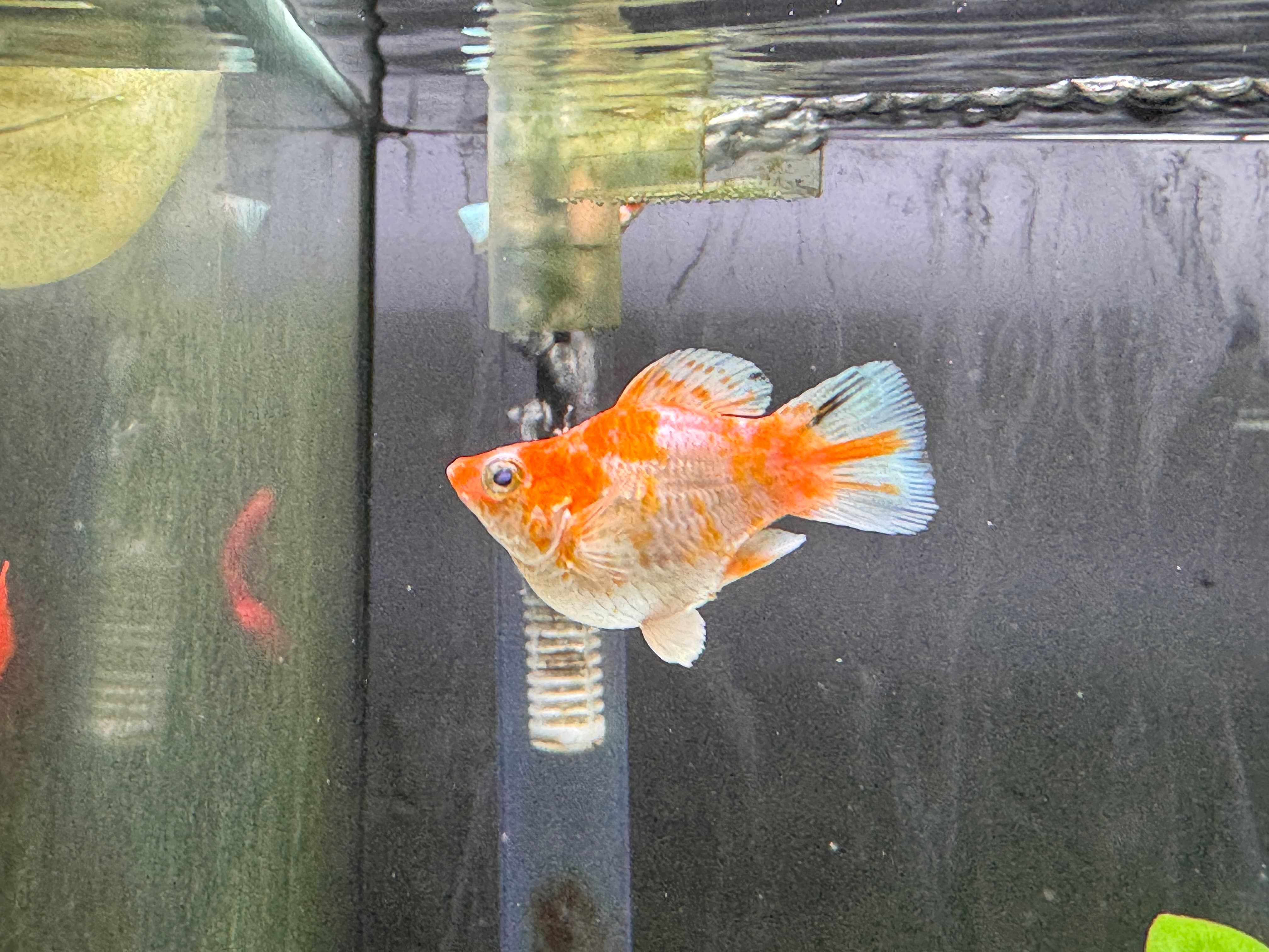 藍眼櫻花圓尾 一對｜宇魚水族