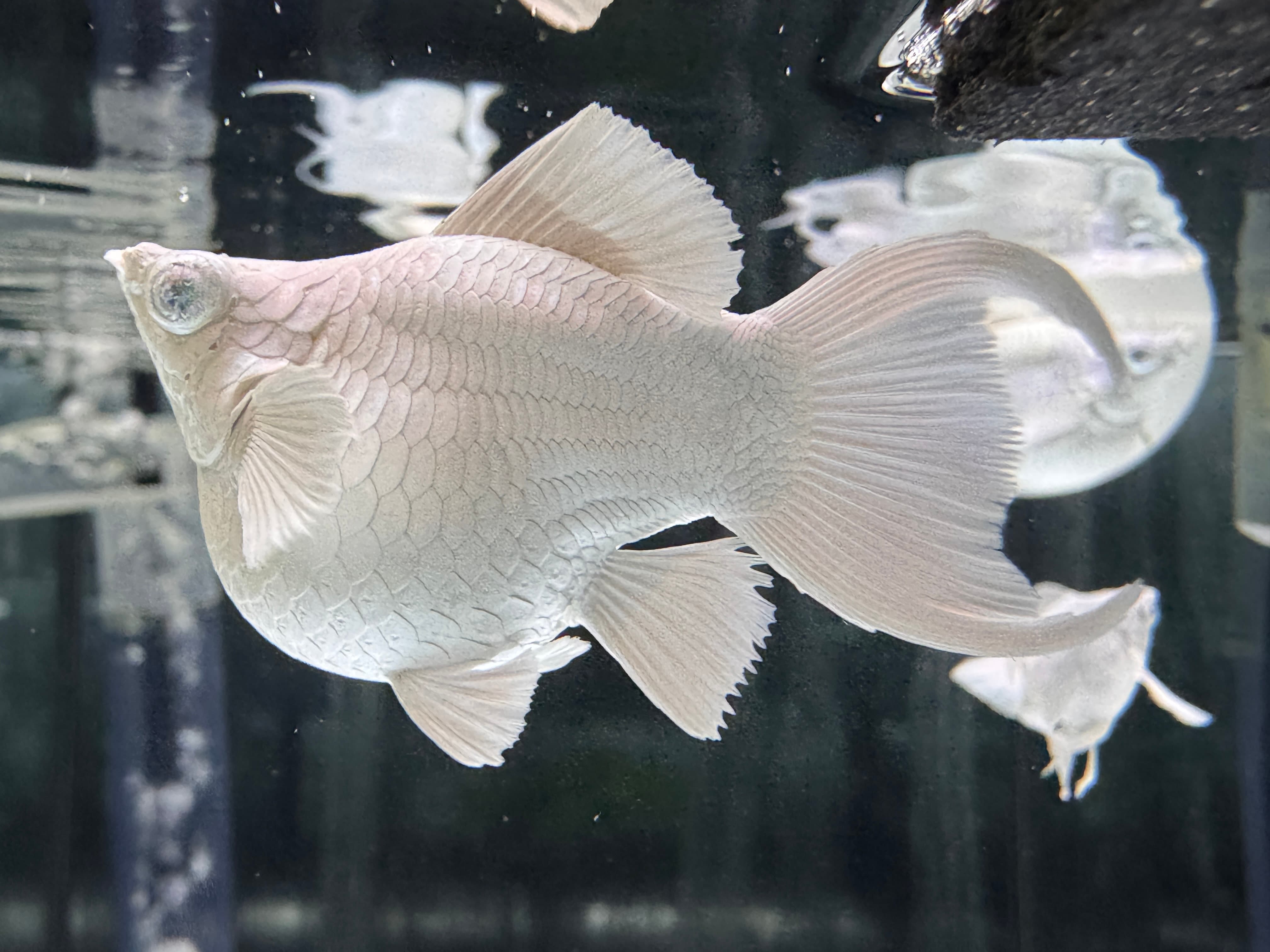 藍眼白金琴尾 一對｜宇魚水族