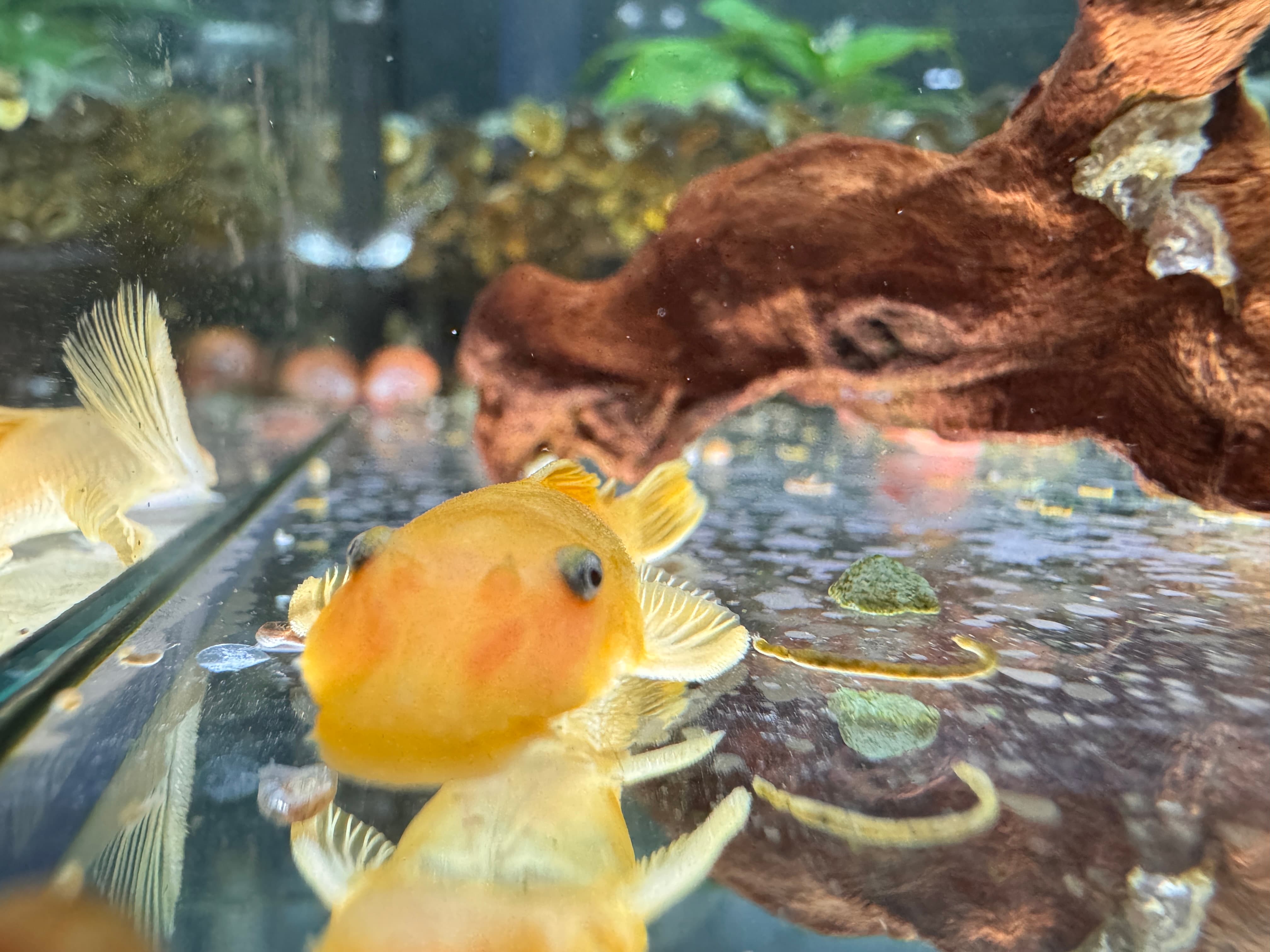藍眼鬍子｜宇魚水族